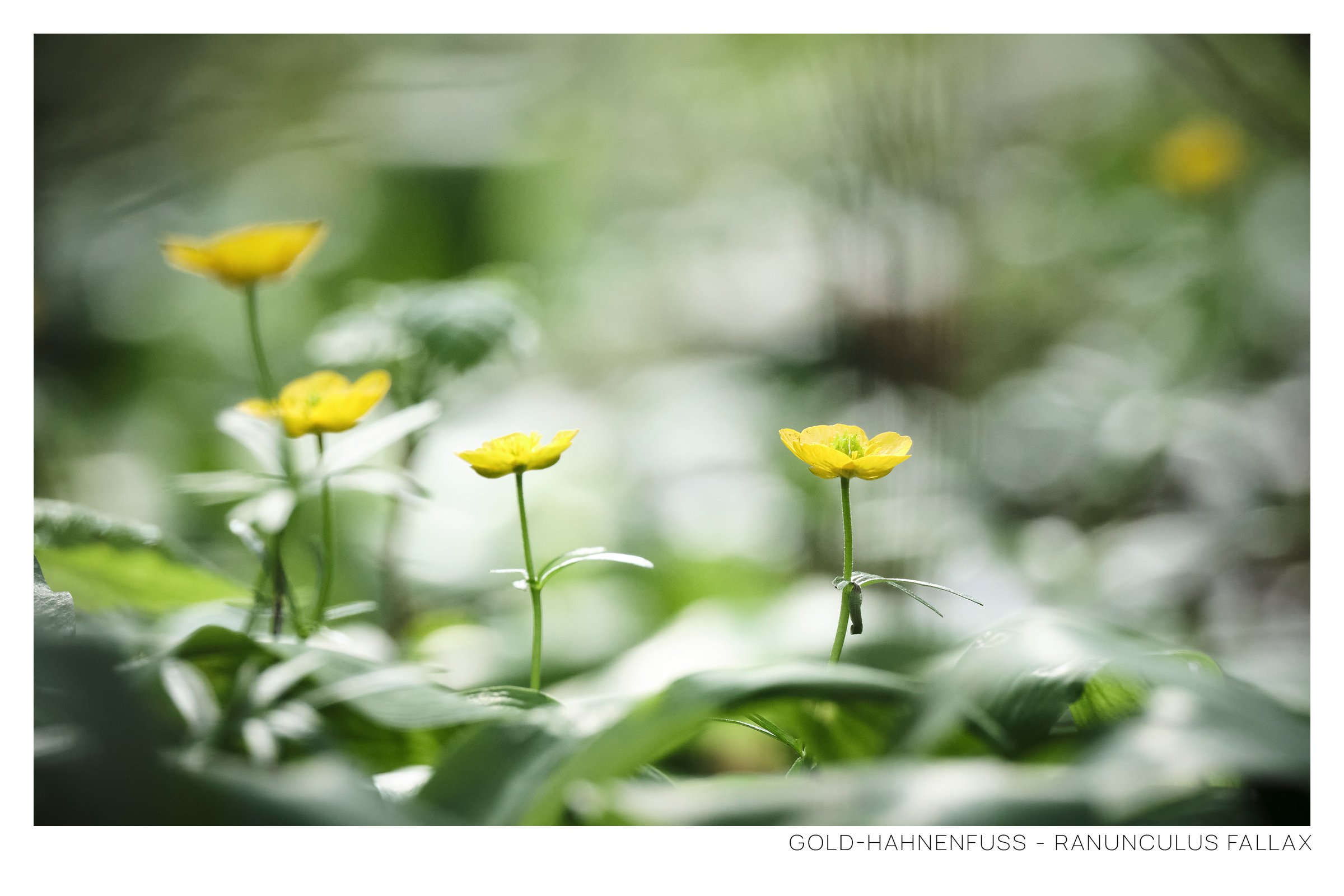 Gold-Hahnenfuss.jpg