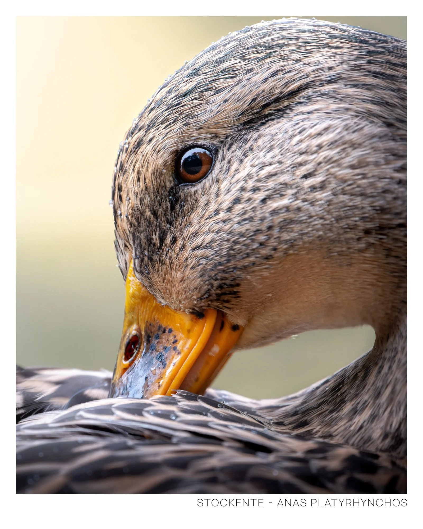 Stockente-3.jpg