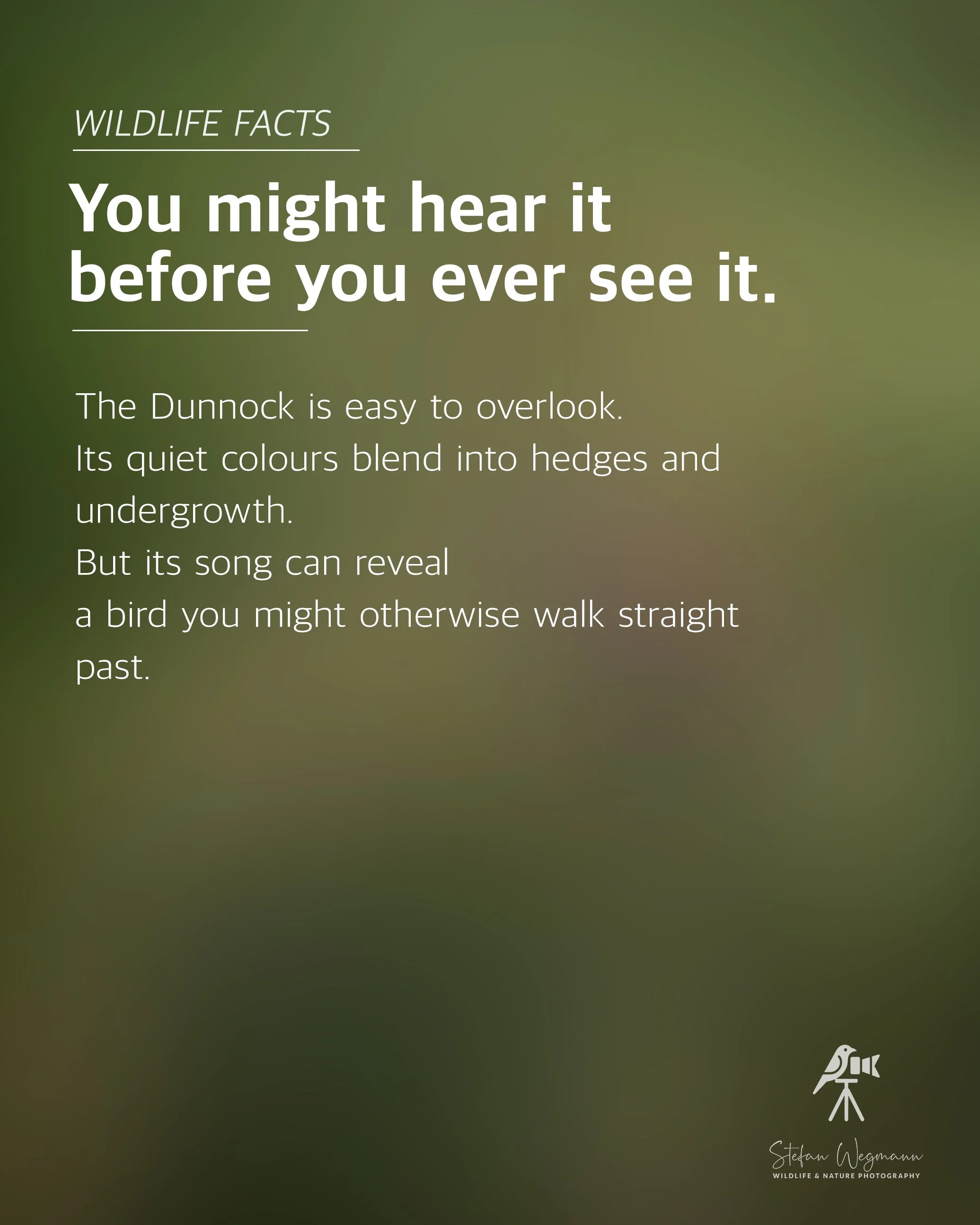 Ein grüner Hintergrund mit weißen Texten: 'WILDLIFE FACTS', 'Did you know?', und eine Erklärung über Chafinges. Unten rechts ein kleines Logo eines Vogels auf einem Stativ mit der Unterschrift 'Stefan Wegmann WILDLIFE & NATURE PHOTOGRAPHY'.