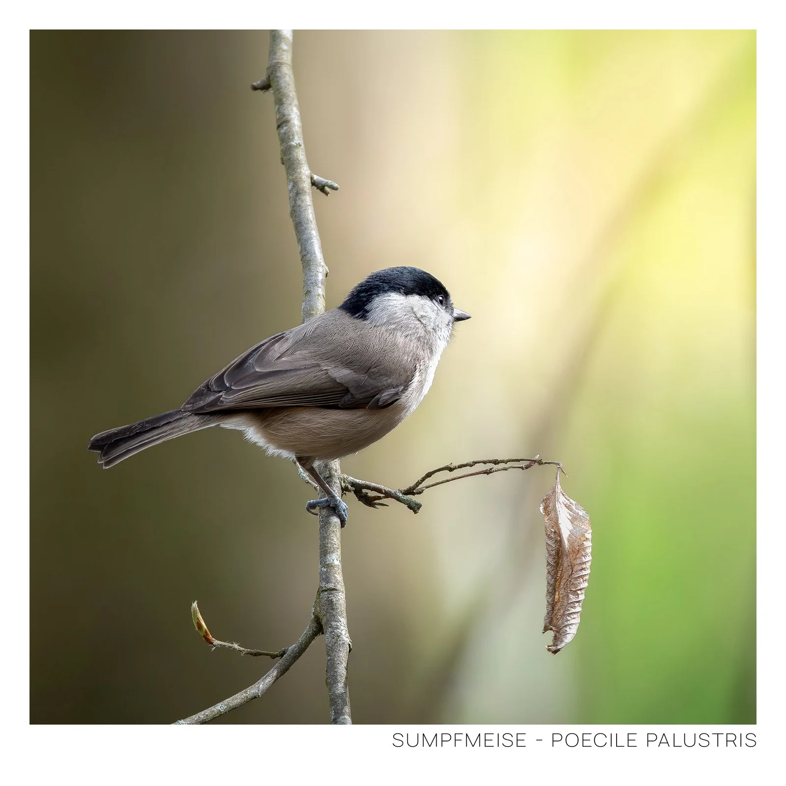 Sumpfmeise-2.jpg