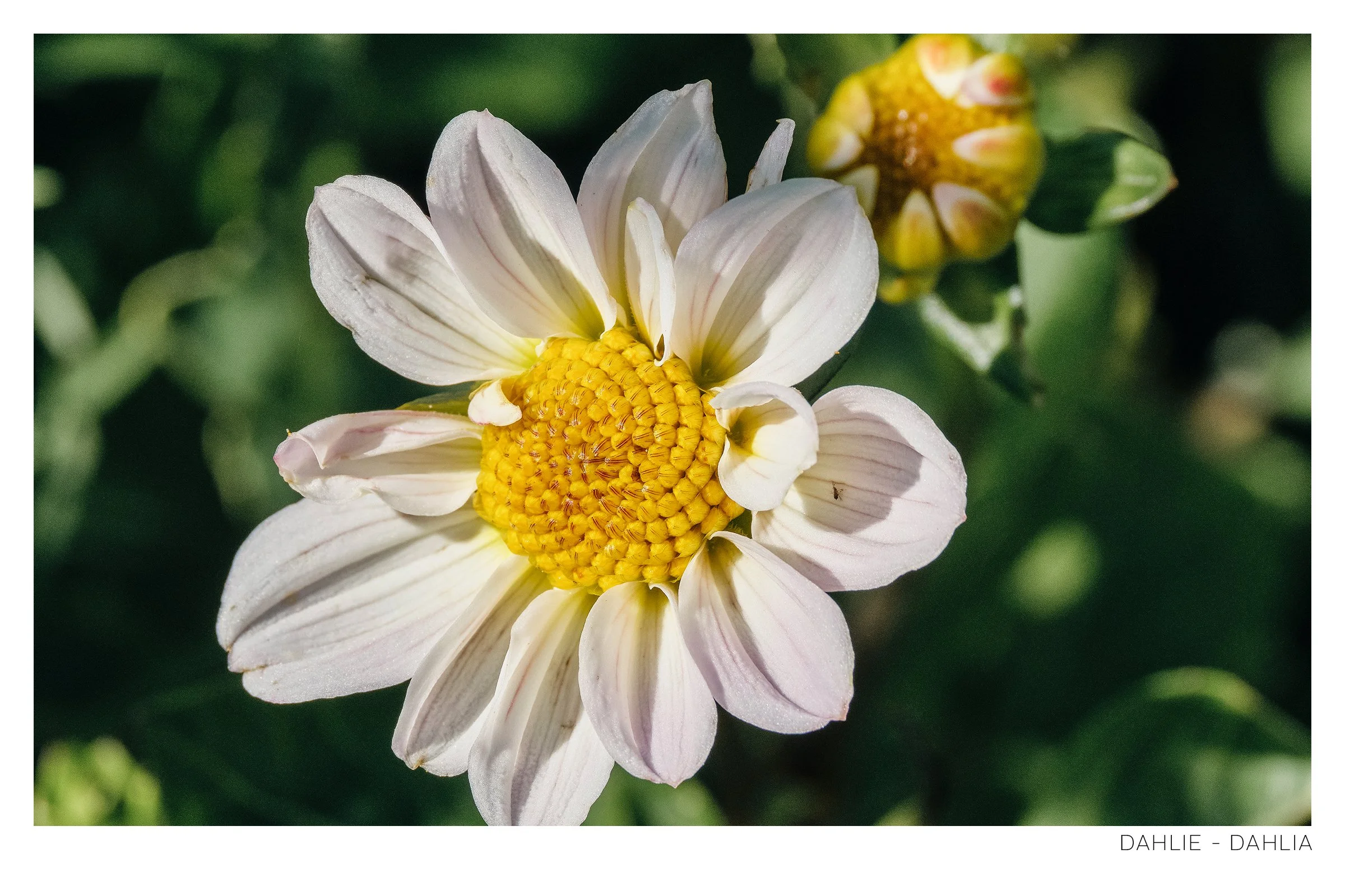 Dahlie.jpg