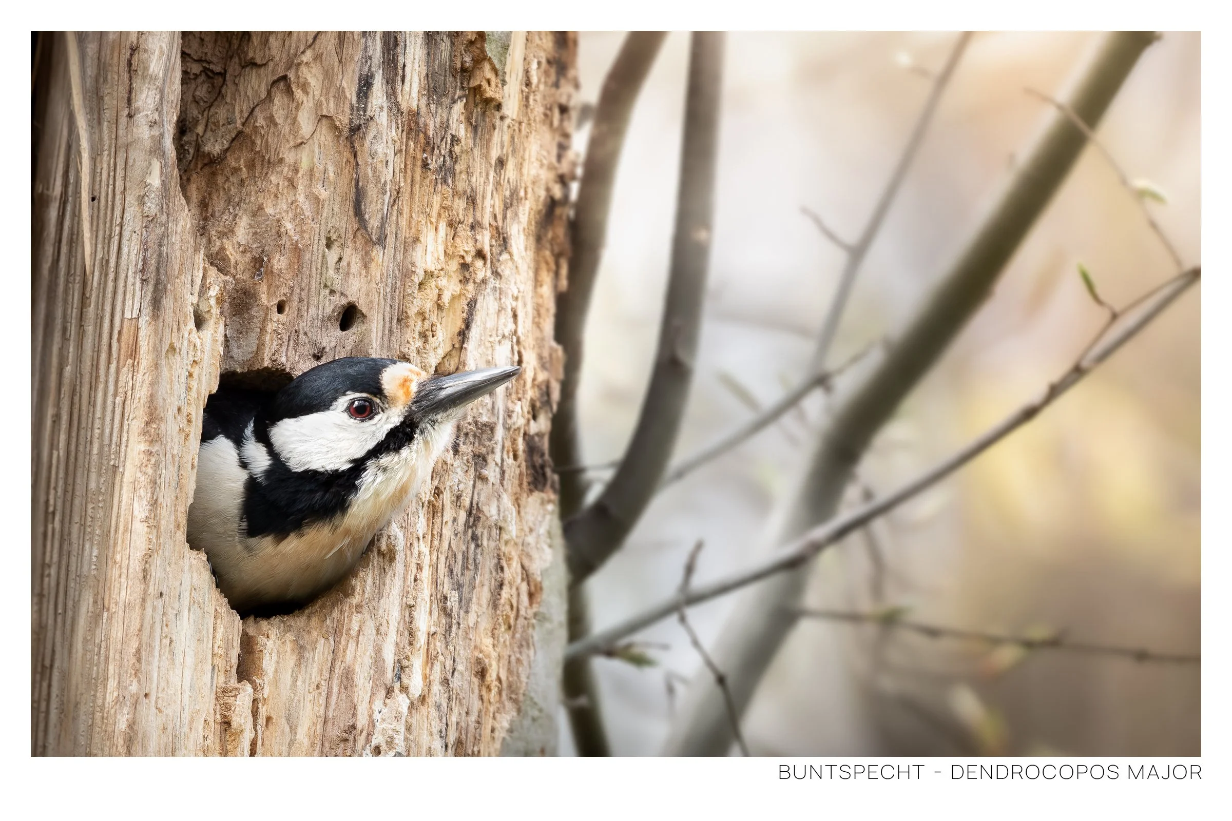 Buntspecht-2.jpg