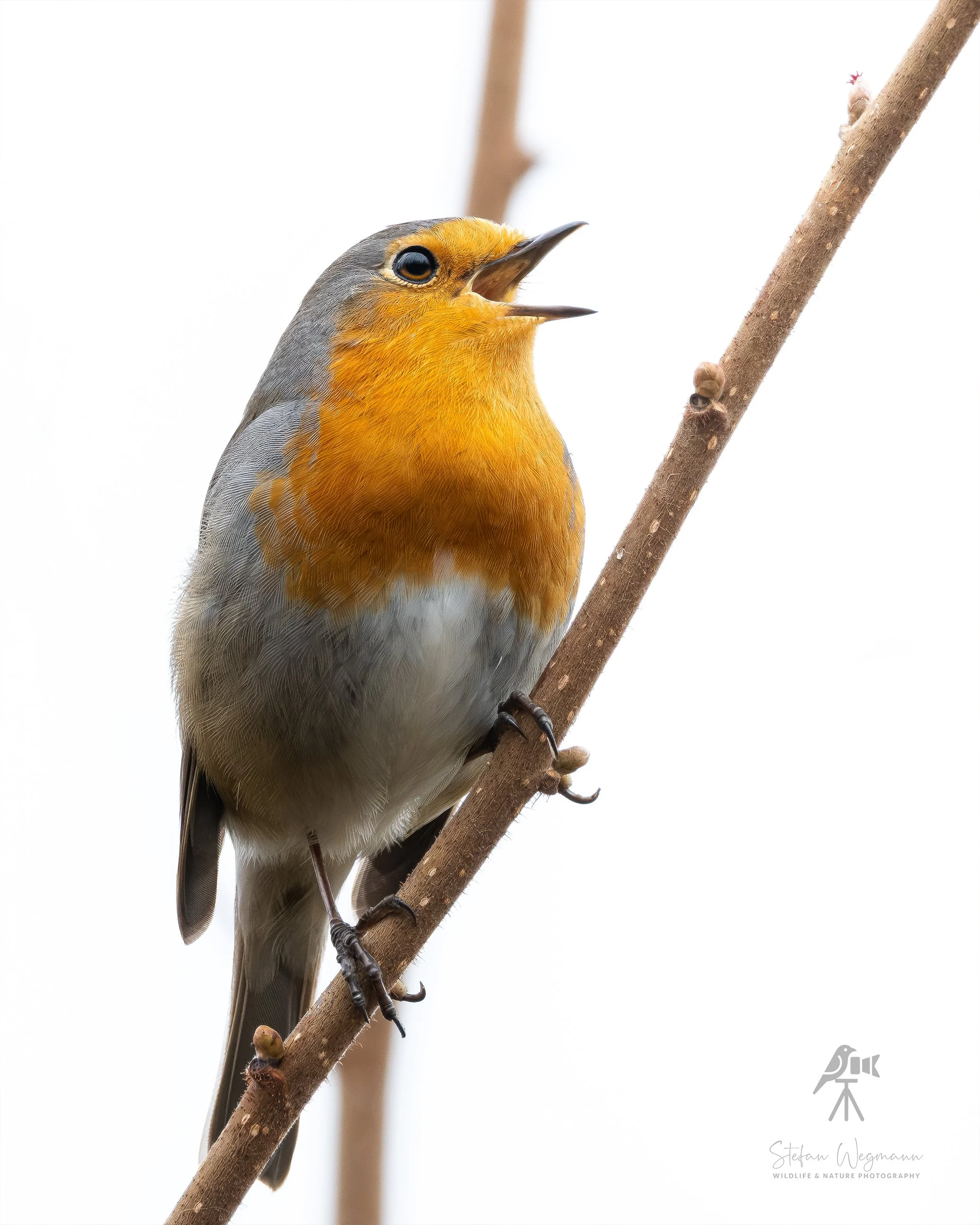 Ein kleiner Vogel sitzt auf einem Baumzweig mit grünem unscharfem Hintergrund.