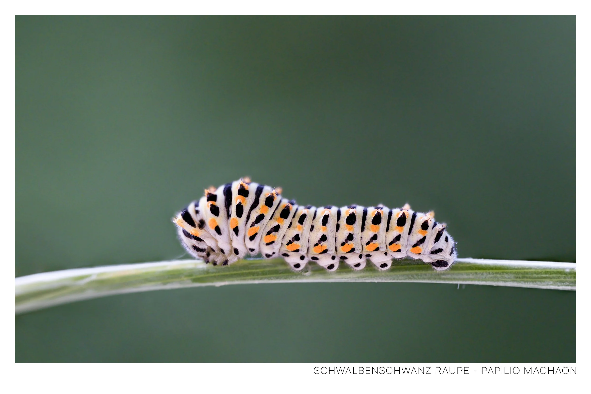 Schwalbenschwanz Raupe.jpg