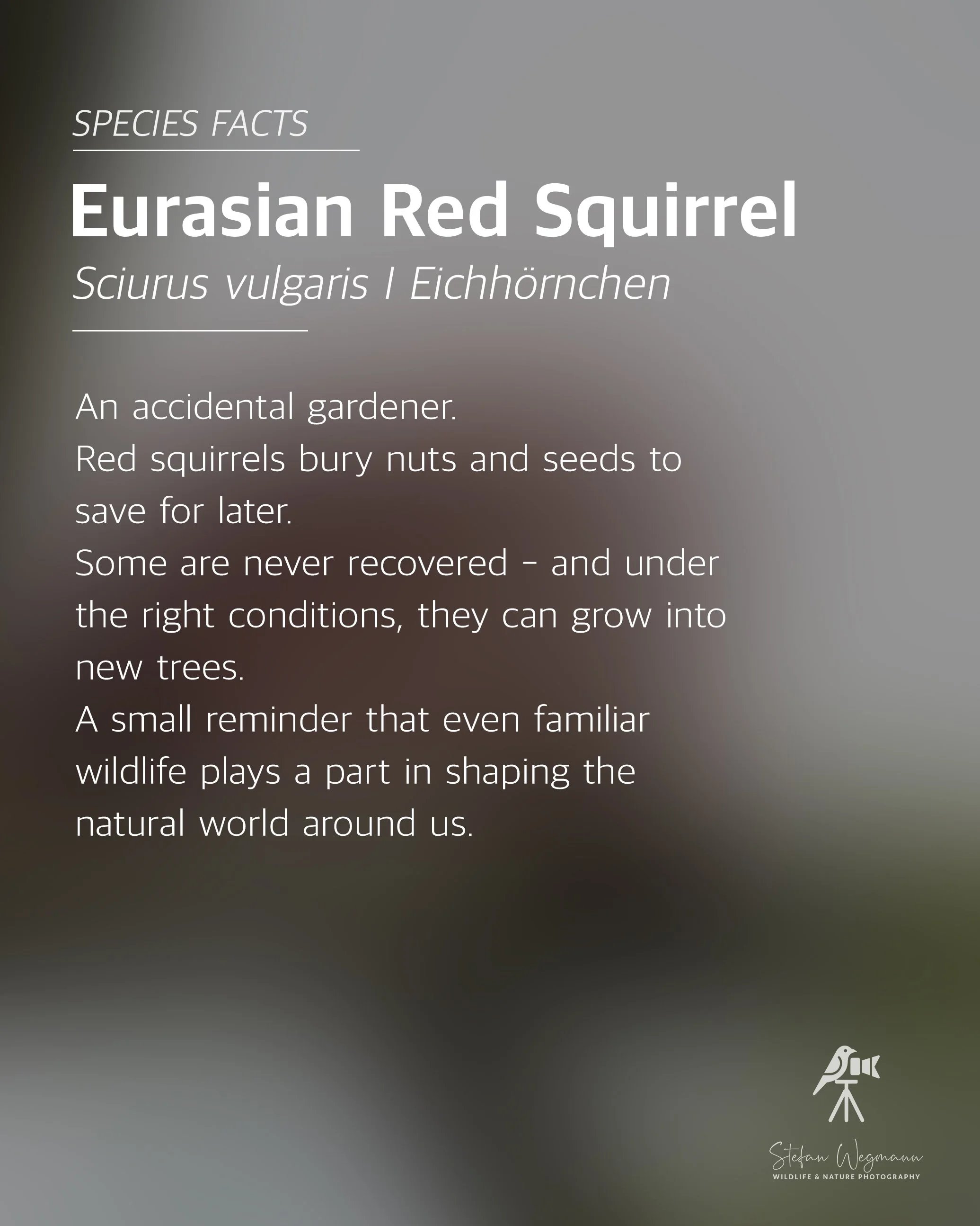 Ein grüner Hintergrund mit weißen Texten: 'WILDLIFE FACTS', 'Did you know?', und eine Erklärung über Chafinges. Unten rechts ein kleines Logo eines Vogels auf einem Stativ mit der Unterschrift 'Stefan Wegmann WILDLIFE & NATURE PHOTOGRAPHY'.