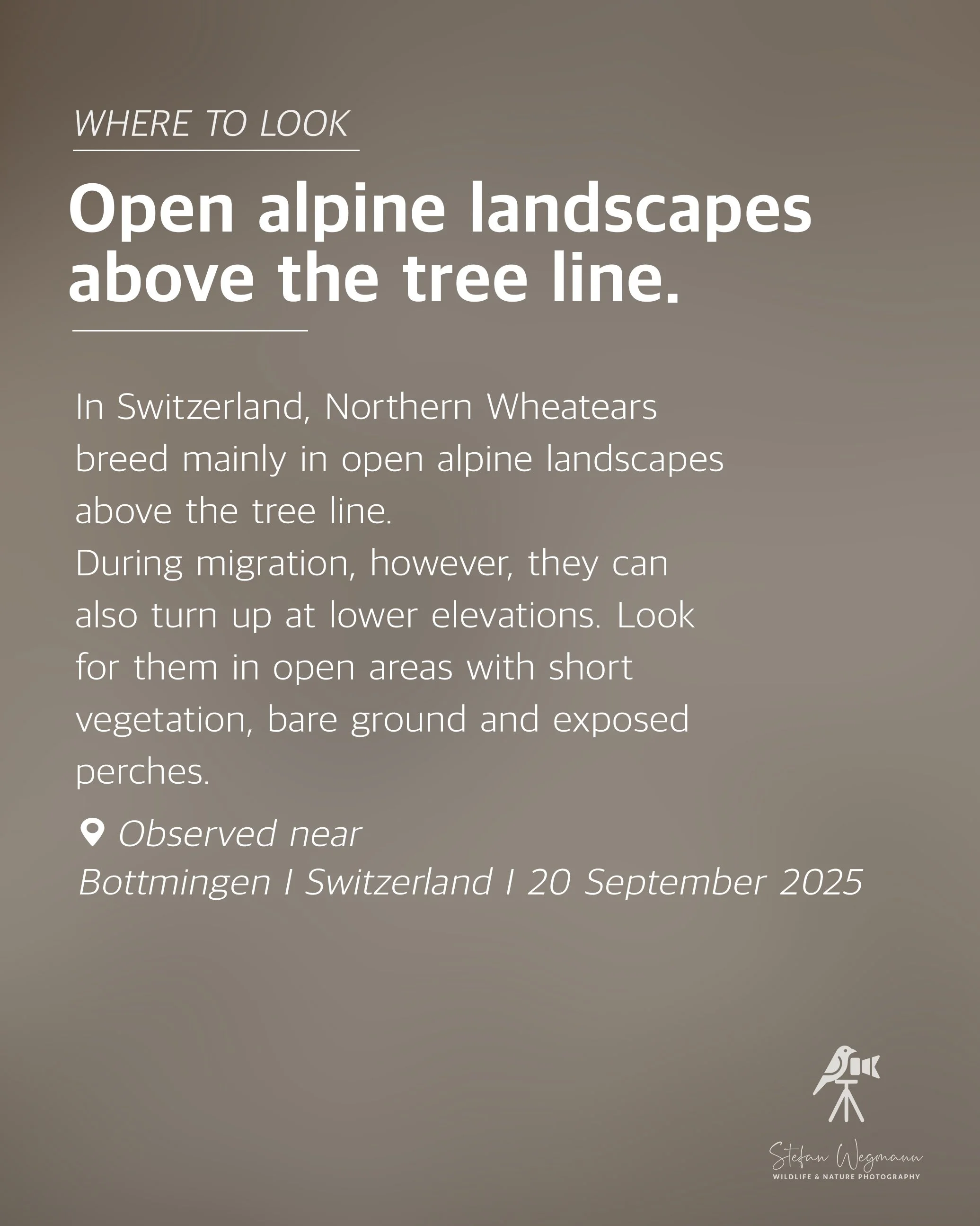 Karte mit Fakten über eine Chinesische Eichhörnchenart, aufgenommen bei Beobachtungen nahe Oberwil, Schweiz, am 20. September 2026, mit Fotografenmarke Stefan Wegmann.