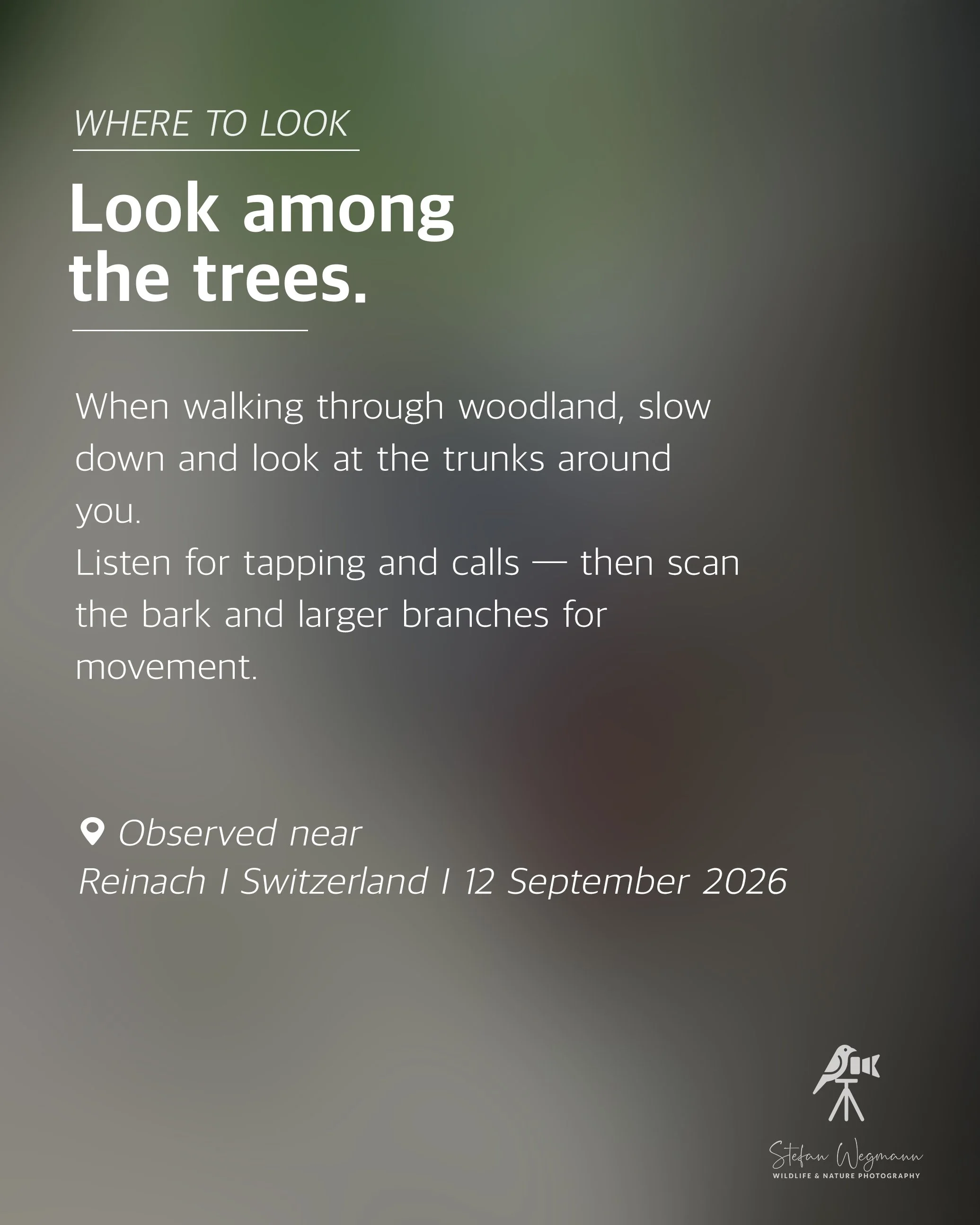 Ein Bildschirm zeigt Anweisungen, um zwischen Bäumen im Wald zu schauen, während man langsam geht und auf die Baumstämme um einen herum achtet. Es gibt einen Standorthinweis nahe "Reinach, Schweiz" und das Datum 12. September 2026, sowie eine Logo- und Namenssignatur für Stefan Wegmann, Tier- und Naturfotografie.