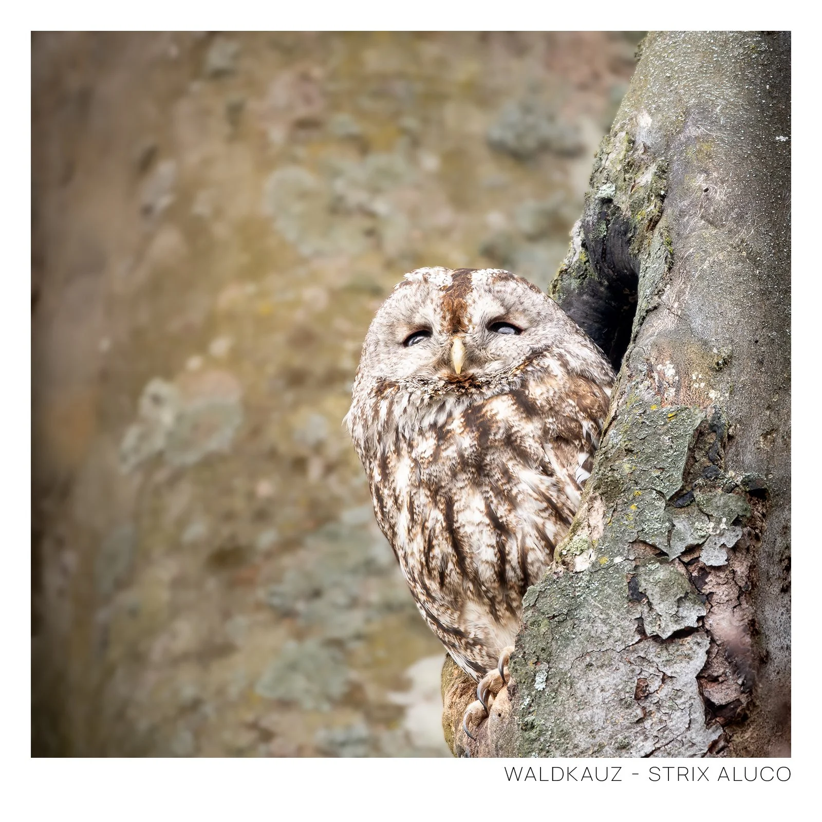 Waldkauz.jpg