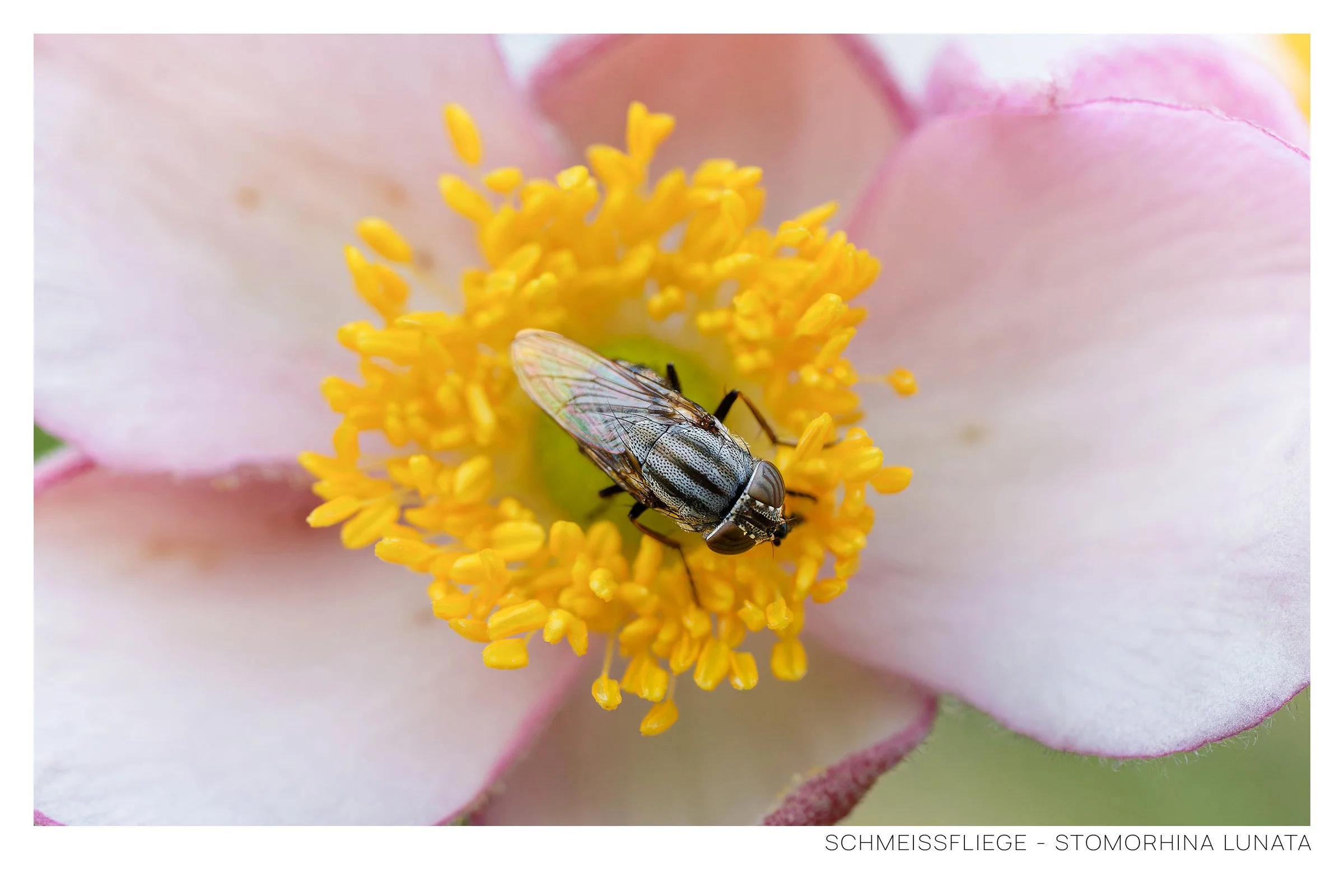 Schmeissfliege Rahmen.jpg