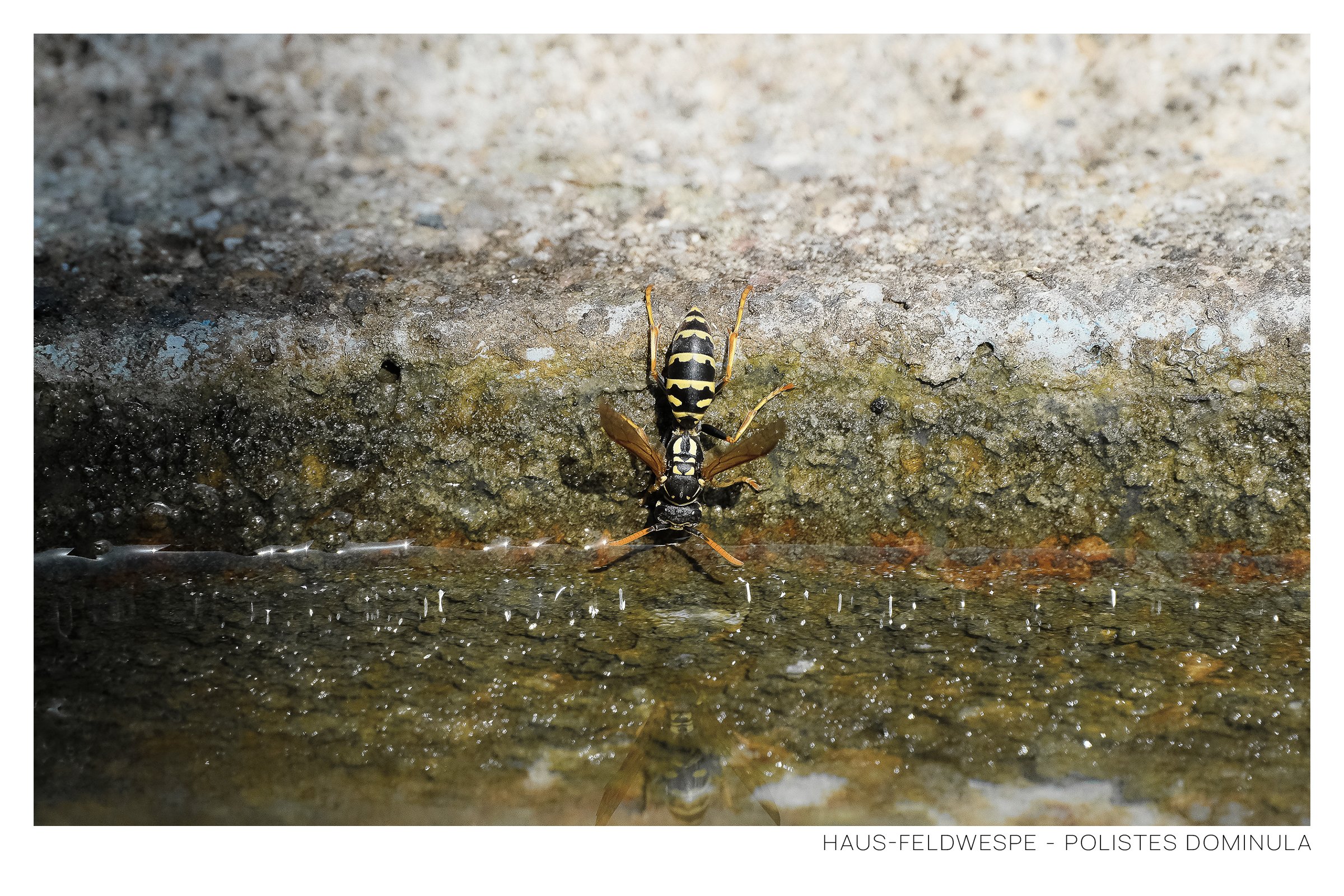 Haus-Feldwespe Rahmen.jpg