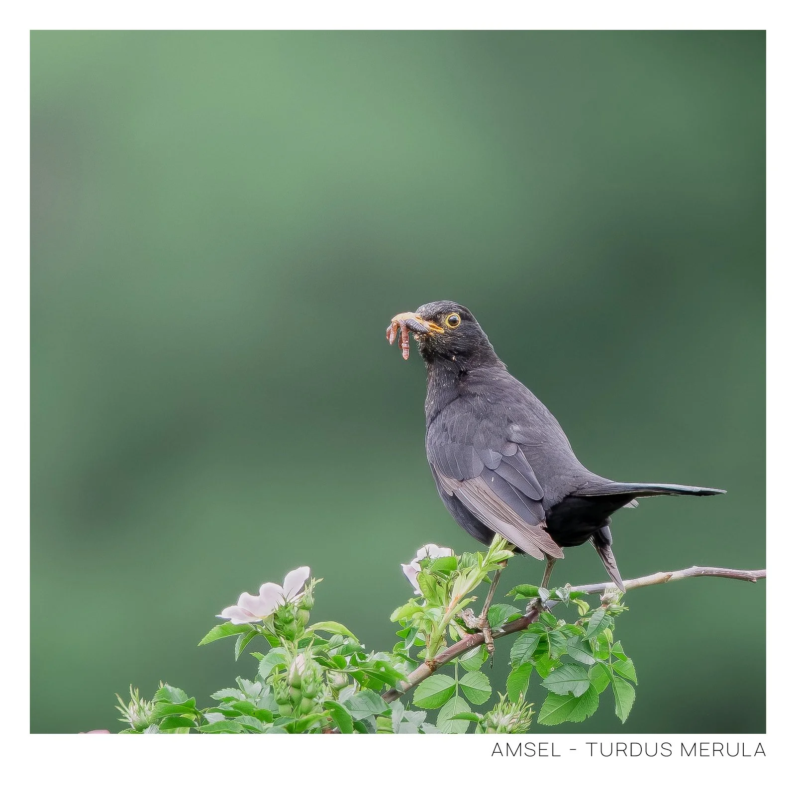 Amsel-2.jpg