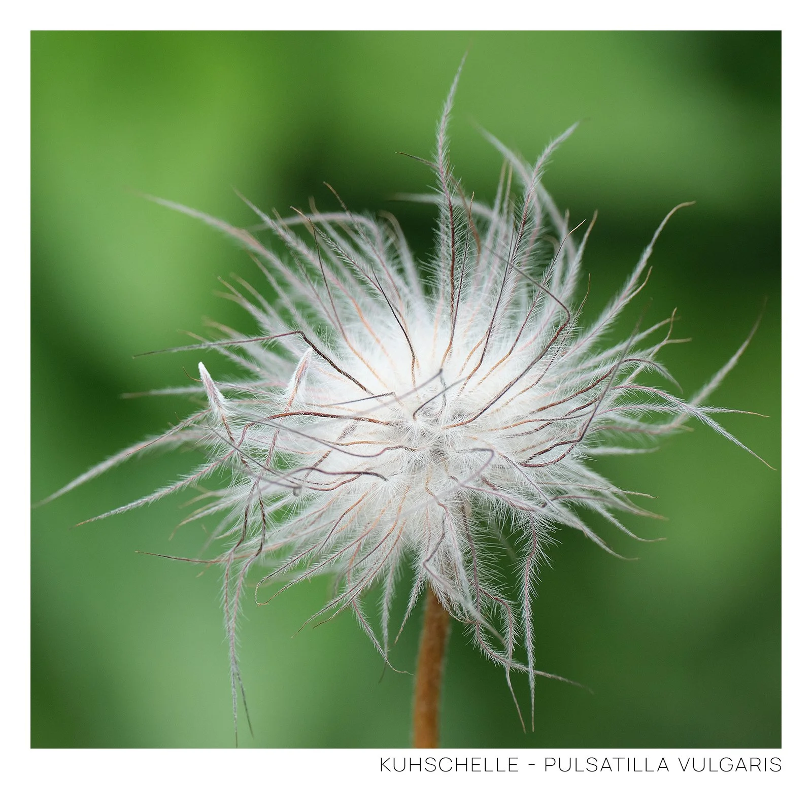 Kuhschelle.jpg