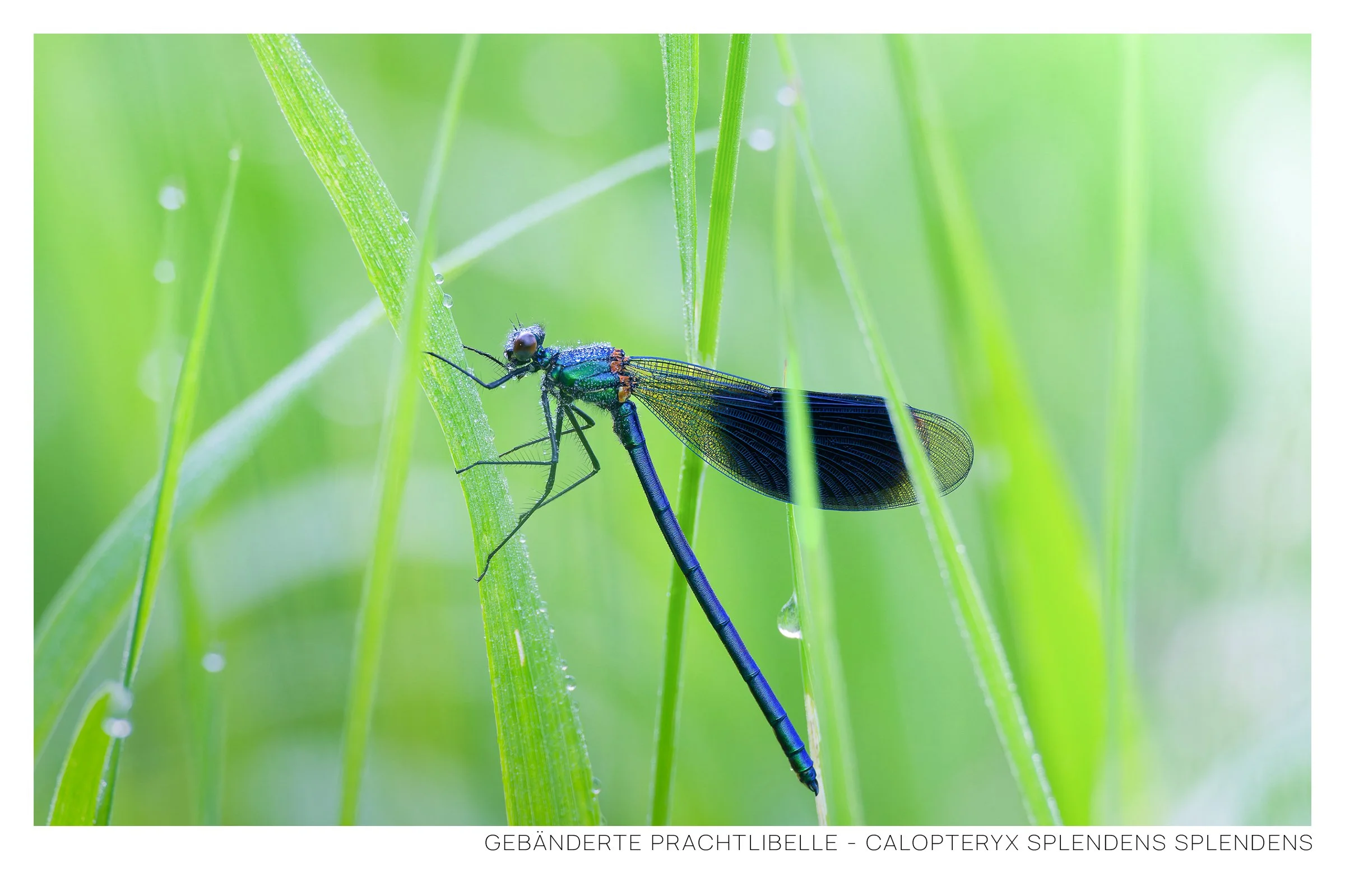 Gebänderte Prachtlibelle Rahmen.jpg
