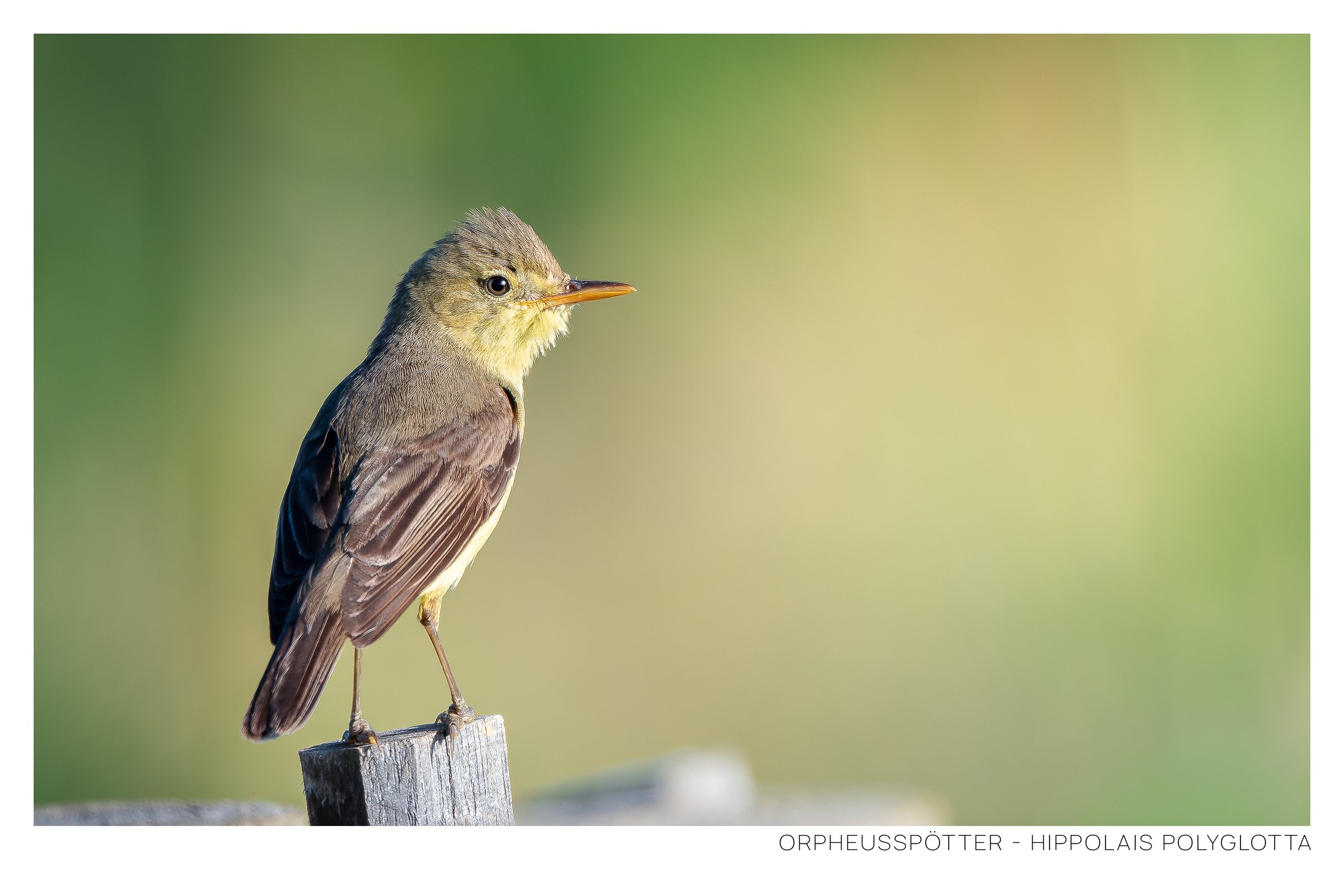 Ein kleiner Vogel, wahrscheinlich ein Orpheusspötter, sitzt auf einem Holzpfosten vor einem unscharfen grünlichen Hintergrund. Der Vogel hat braune Flügel, einen blassgelben Bauch und eine orangefarbene Schnabelspitze.