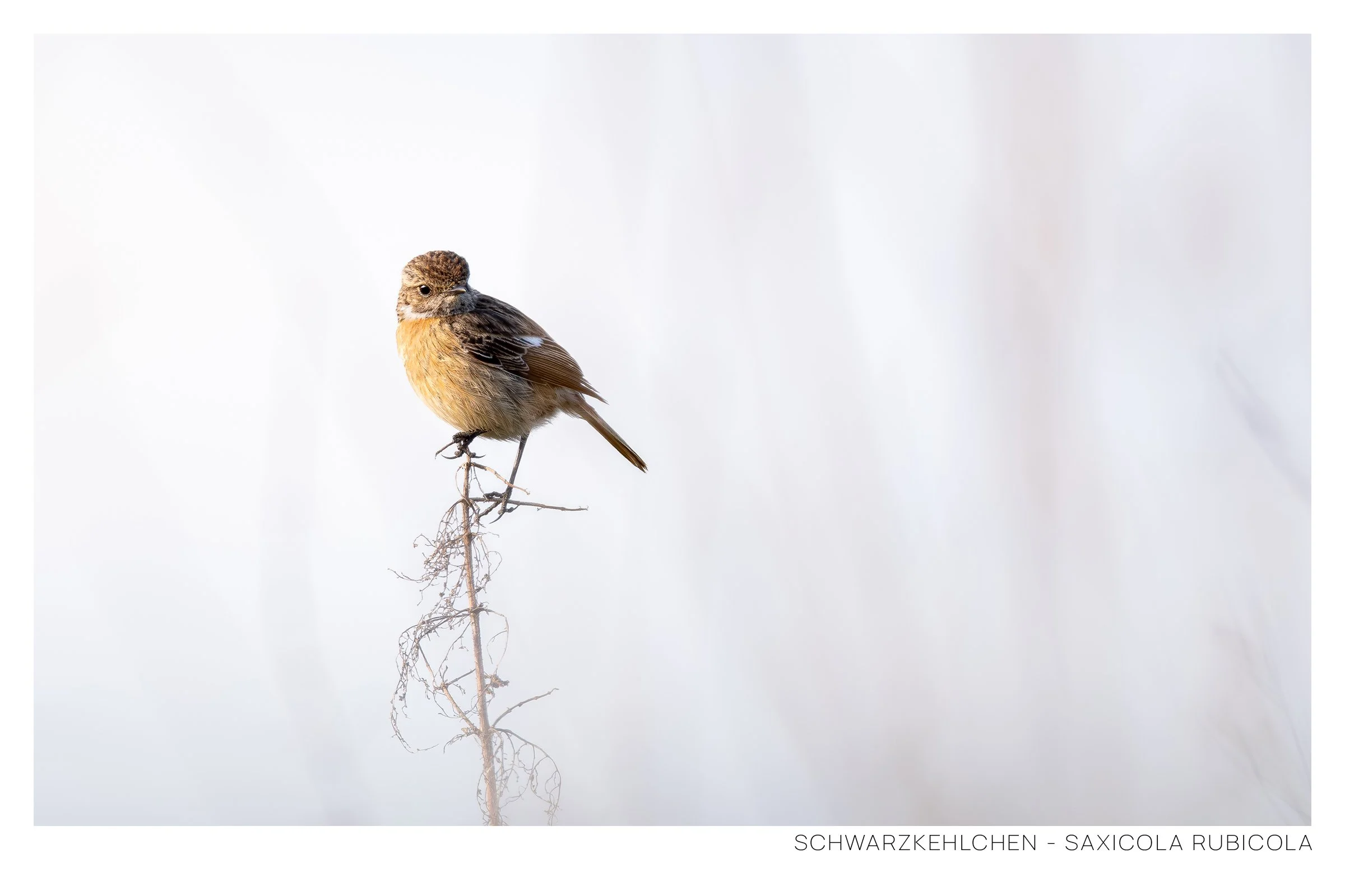Schwarzkehlchen-2.jpg
