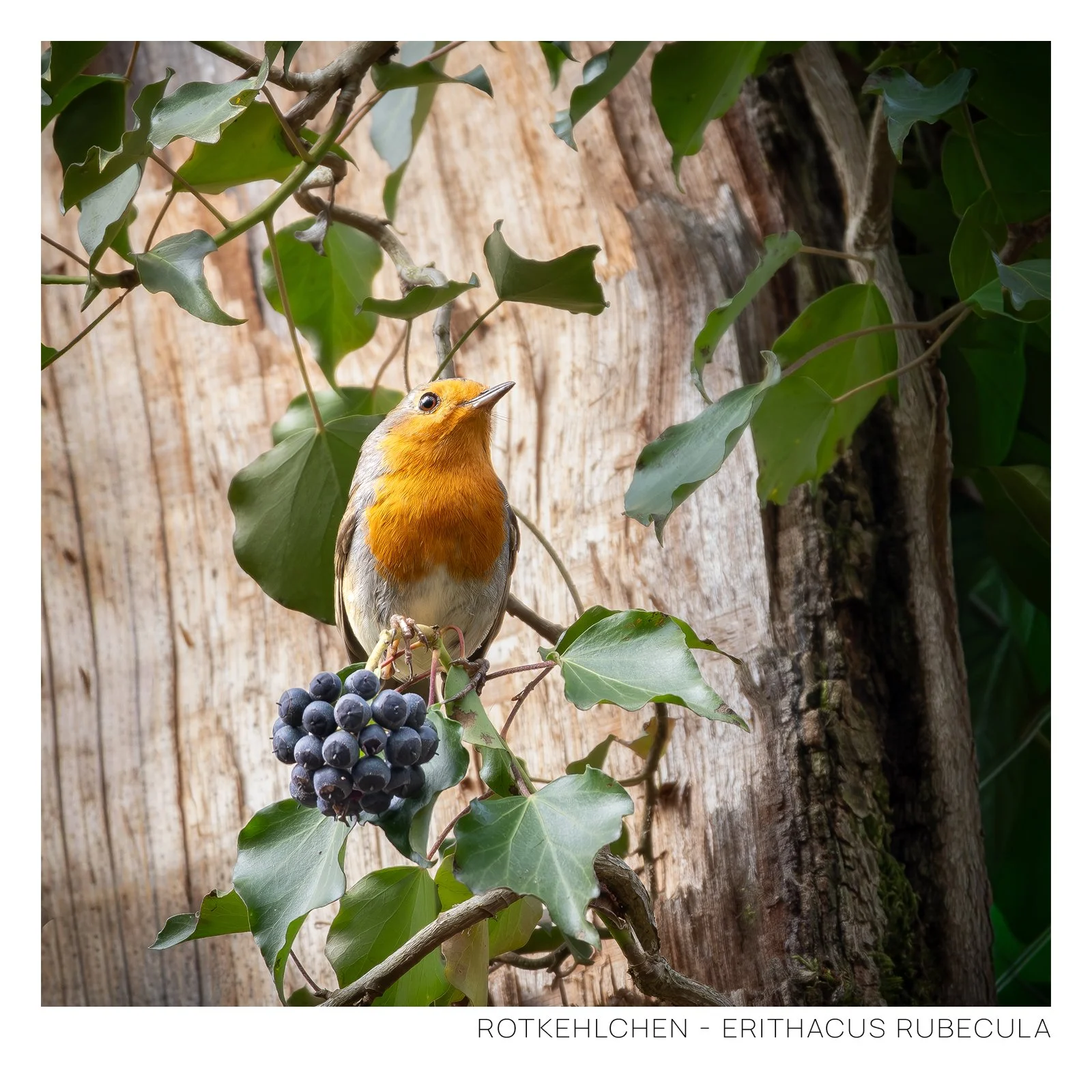 Rotkehlchen-4.jpg