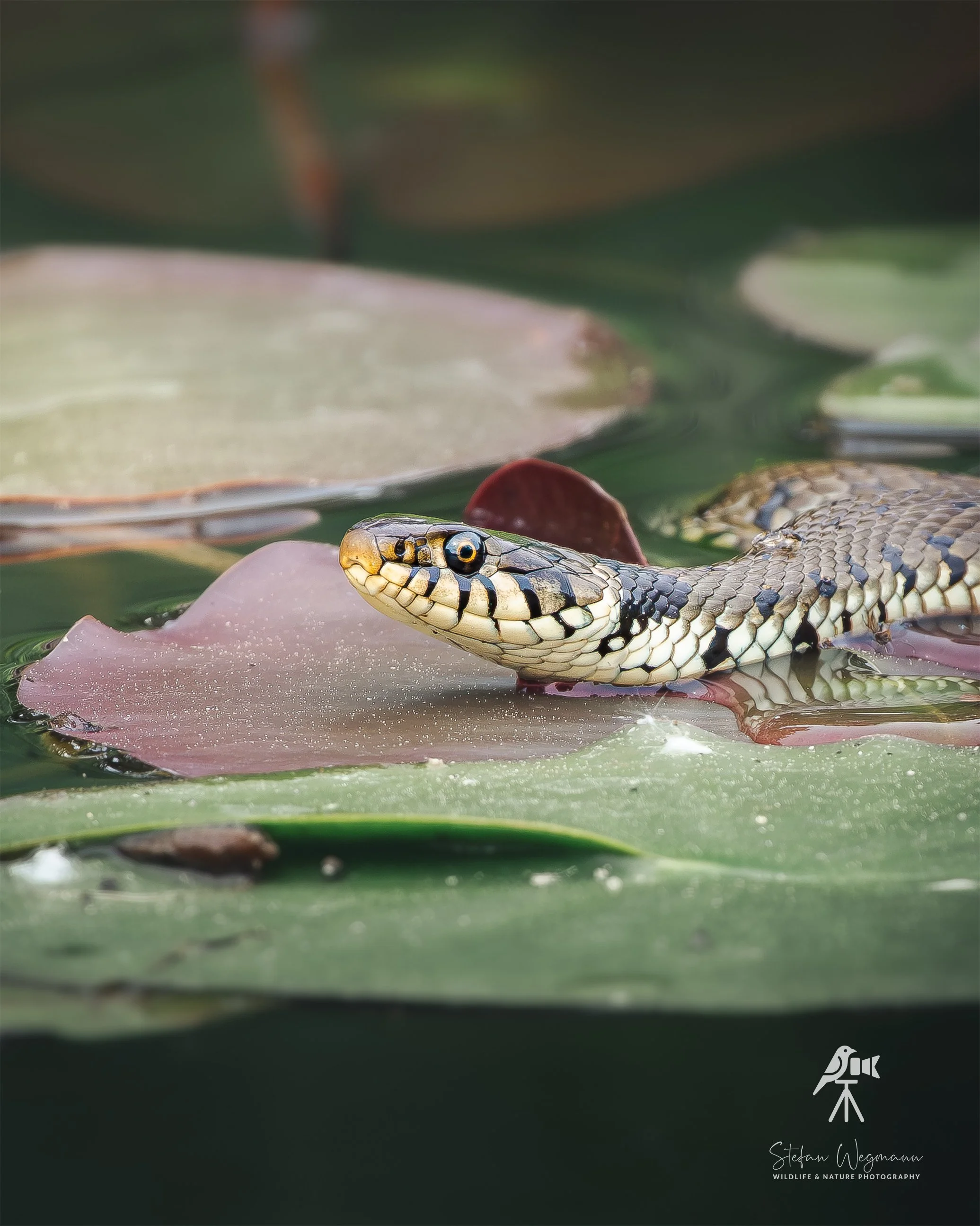 Nahaufnahme einer Schlange, die sich auf Wasserlilien in einem Teich befindet.