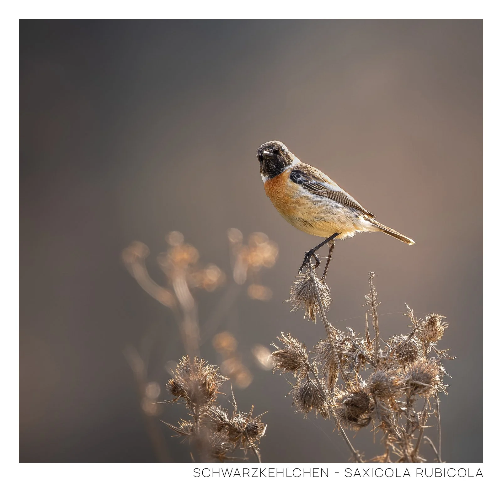 Schwarzkehlchen-1.jpg