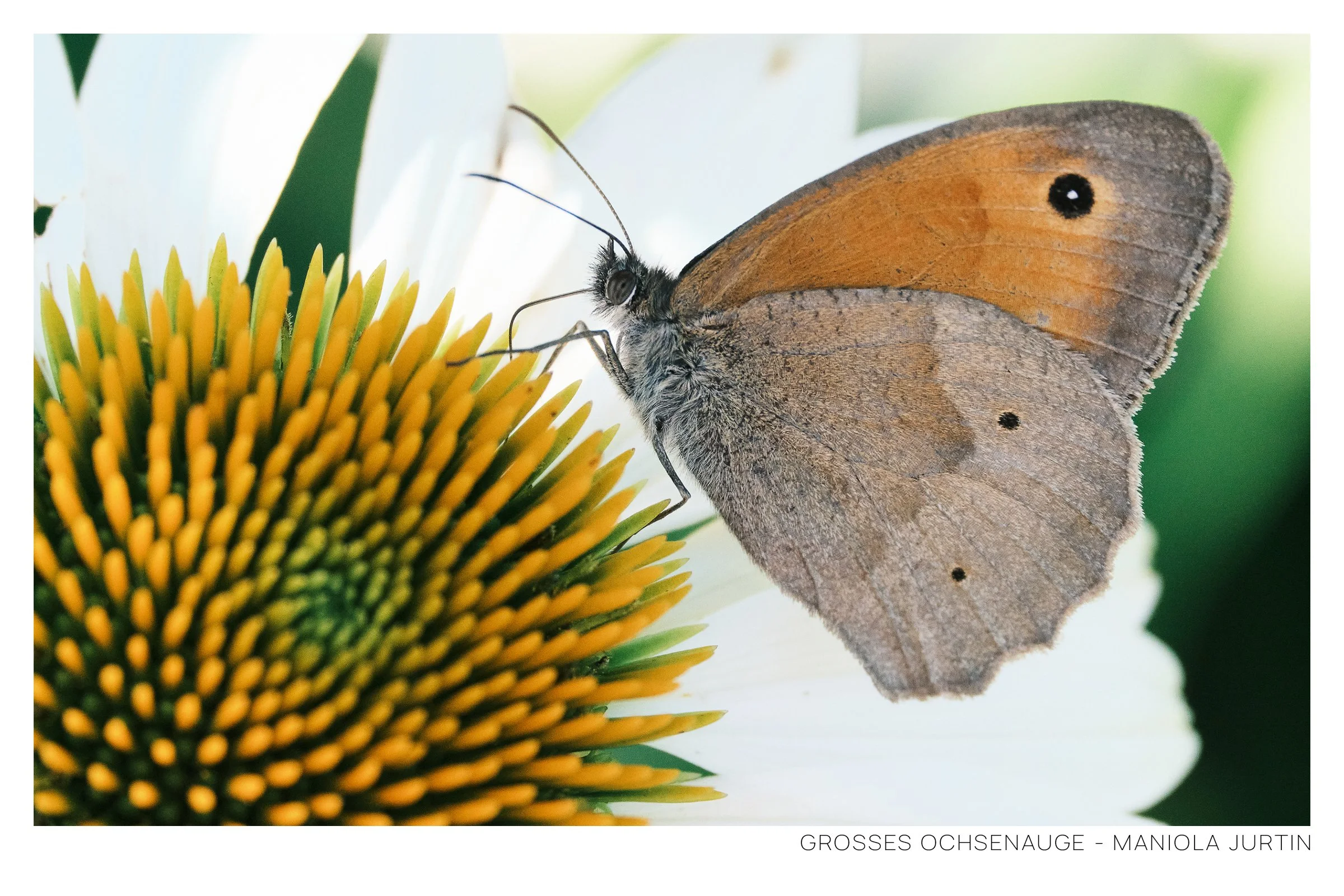 Grosses Ochsenauge Rahmen.jpg