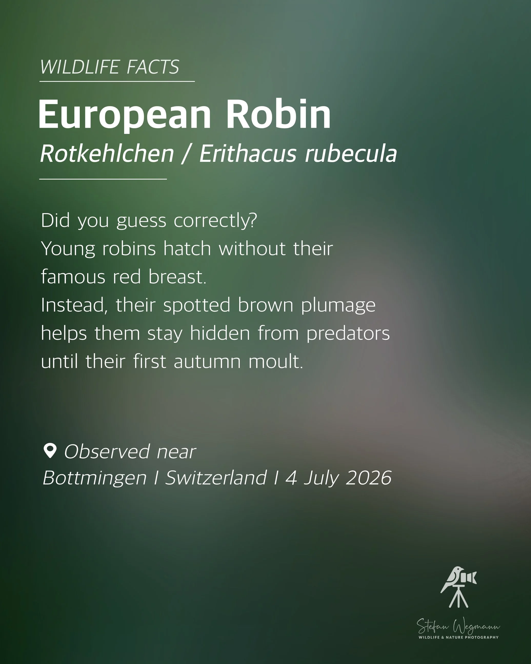 Informationsbild über den Europäischen Raben, inklusive wissenschaftlichem Namen Erithacus rubecula, mit einem Hintergrund in Grüntönen, angereichert mit einem Logo für Wildtier- und Naturfotografie der Unterschrift Stefan Wegmann.