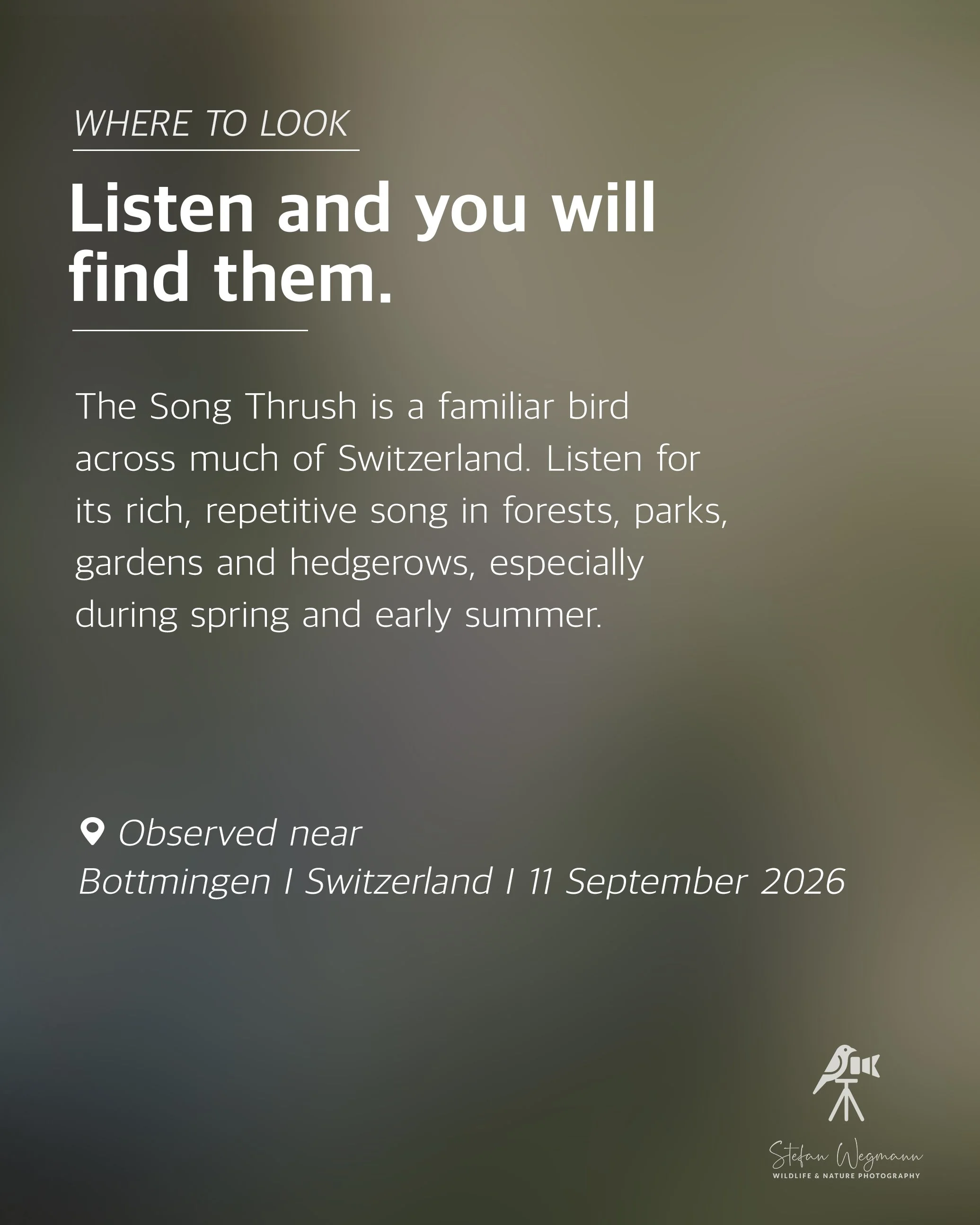 Karte mit Fakten über eine Chinesische Eichhörnchenart, aufgenommen bei Beobachtungen nahe Oberwil, Schweiz, am 20. September 2026, mit Fotografenmarke Stefan Wegmann.