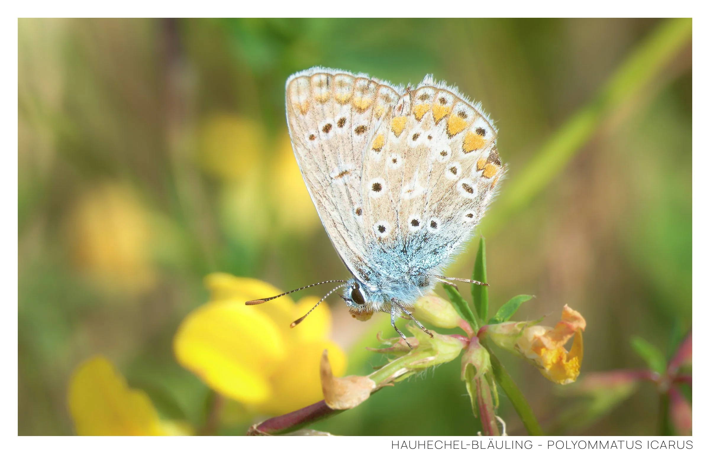 Hauhechel-Bläuling Rahmen.jpg