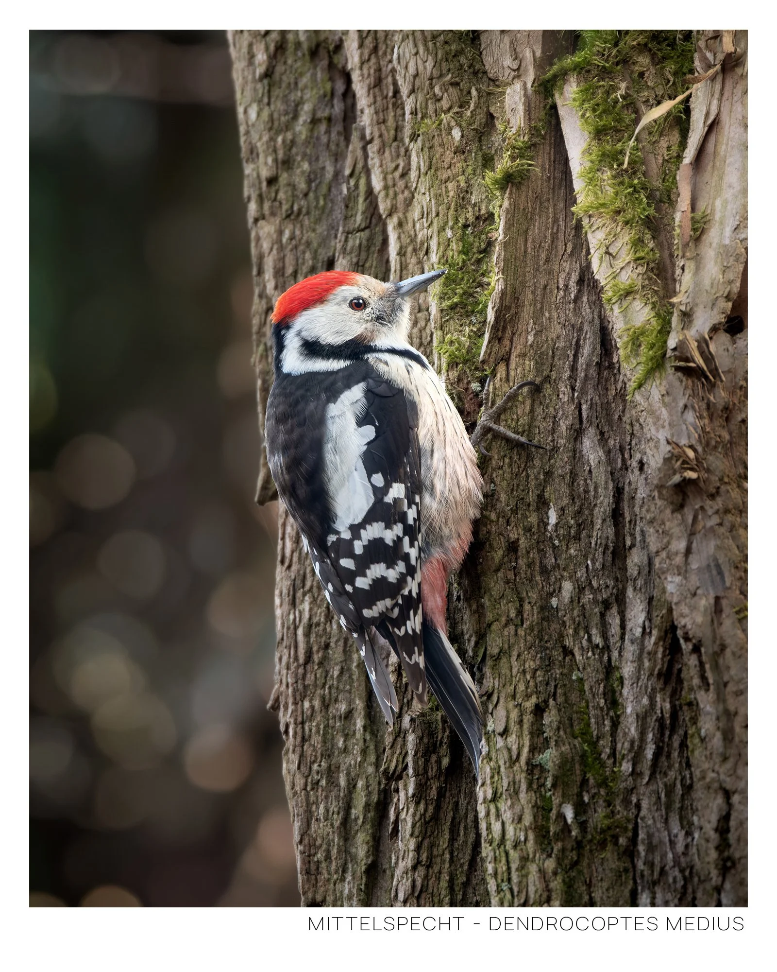 Mittelspecht.jpg