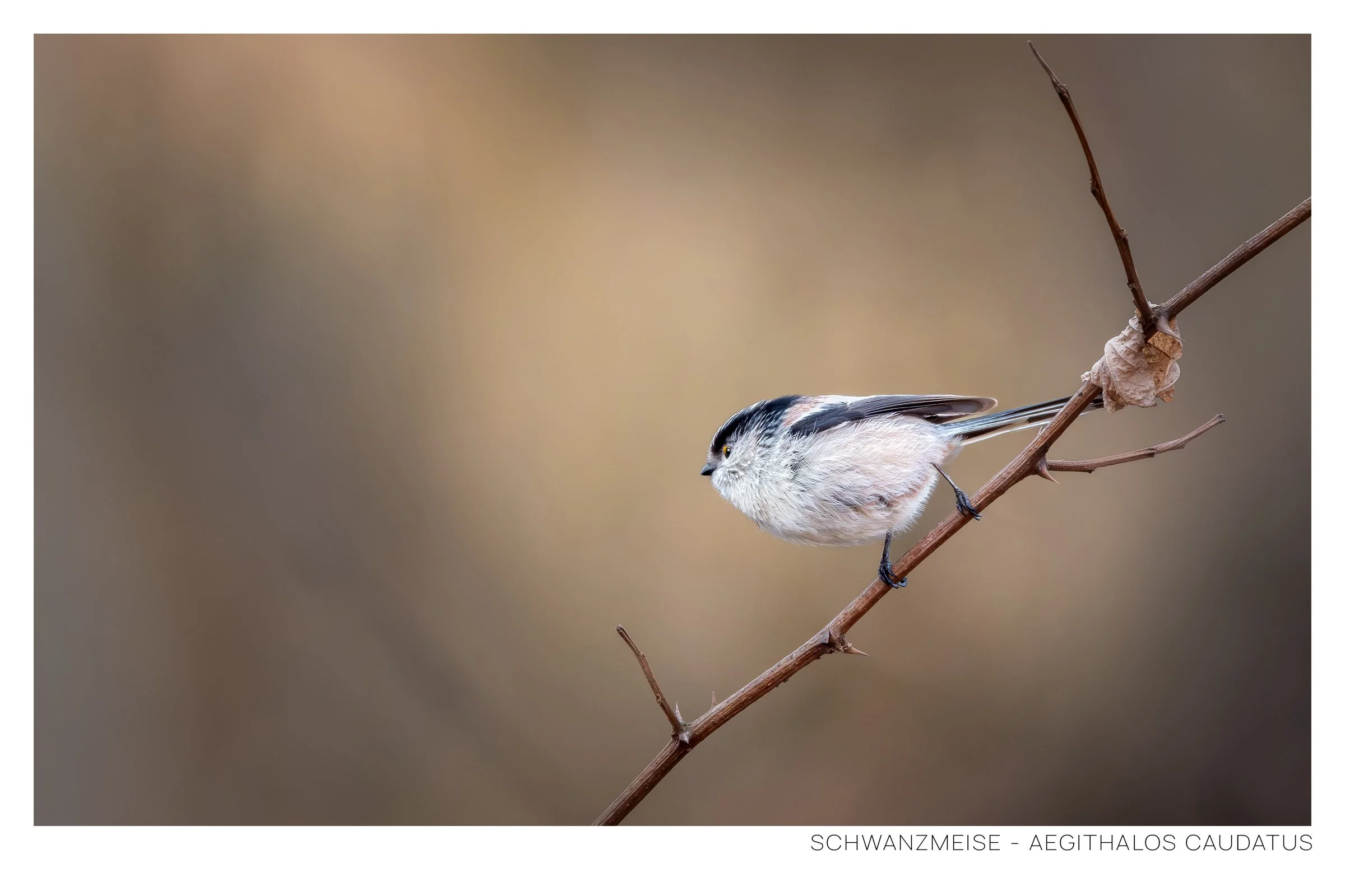 Schwanzmeise-2.jpg