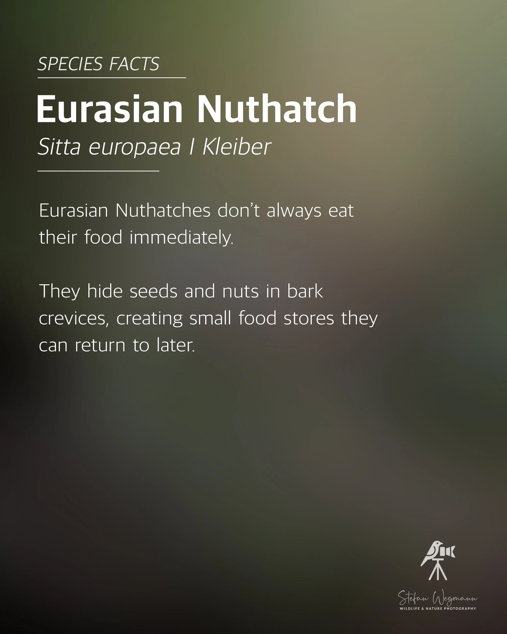 Informationskarte über die Eurasianische Nuthatch, einen Vogel, mit wissenschaftlichem Namen Sitta europaea, die Tatsache, dass sie nicht immer sofort ihre Nahrung fressen, und wie sie Samen und Nüsse in Baumrinde verstecken, um später darauf zurückzukommen. Das Bild enthält auch ein Logo eines Fotografen namens Stefan Wegmann für Wildtier- und Naturfotografie.