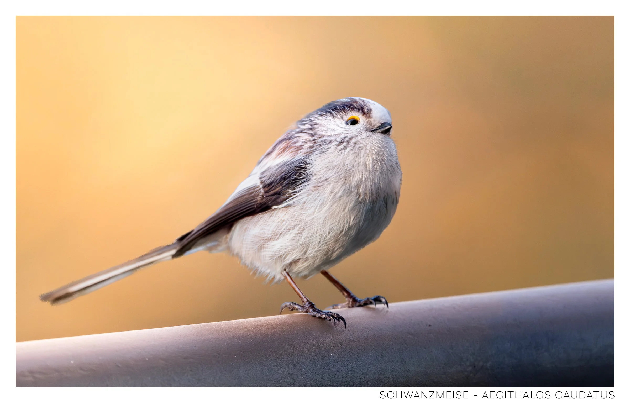 Schwanzmeise-1.jpg