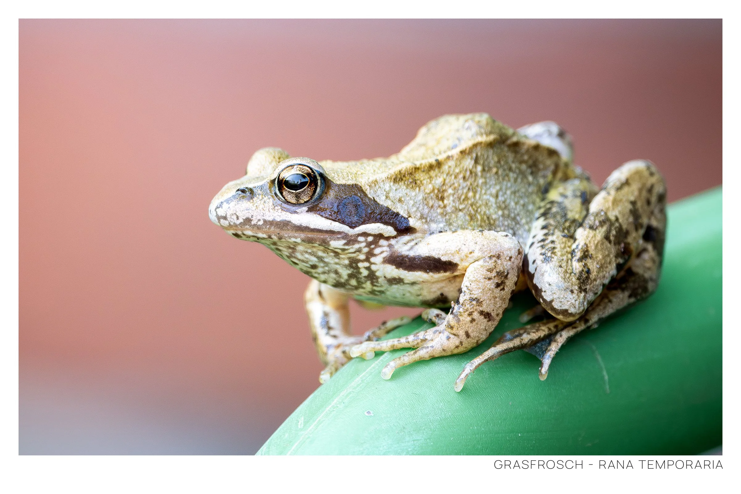 Grasfrosch.jpg
