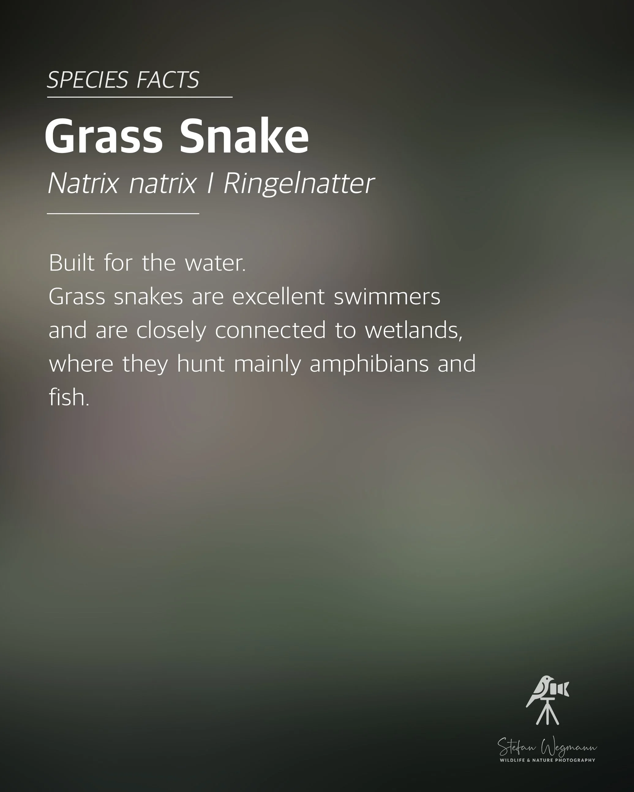 Titelbild einer Präsentation über die Art 'Grasnatter', wissenschaftlicher Name Natrix natrix, Ringelnatter. Es enthält eine Beschreibung ihrer Merkmale und Verbreitung. Unten rechts befindet sich ein Logo eines Vogels auf einem Teleskop, das die Fotografiefirma symbolisiert, sowie die Unterschrift des Fotografen Stefan Wegmann.