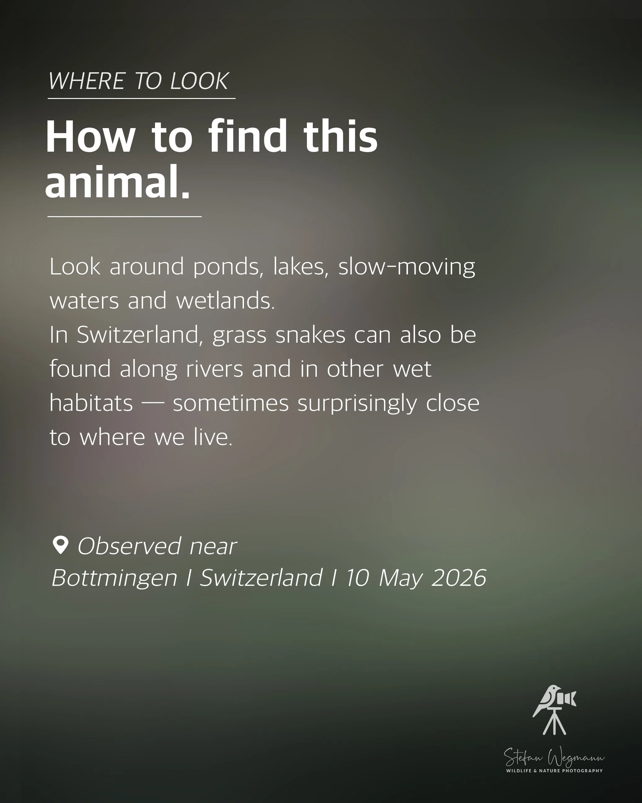 Schwarz-weiß-Bild mit Text über Tierbeobachtung in der Natur, Standort in Bottmingen, Schweiz, am 10. Mai 2026, und ein Gewehr mit Vogel auf einem Stativ, fotografiert von Stefan Wegmann.