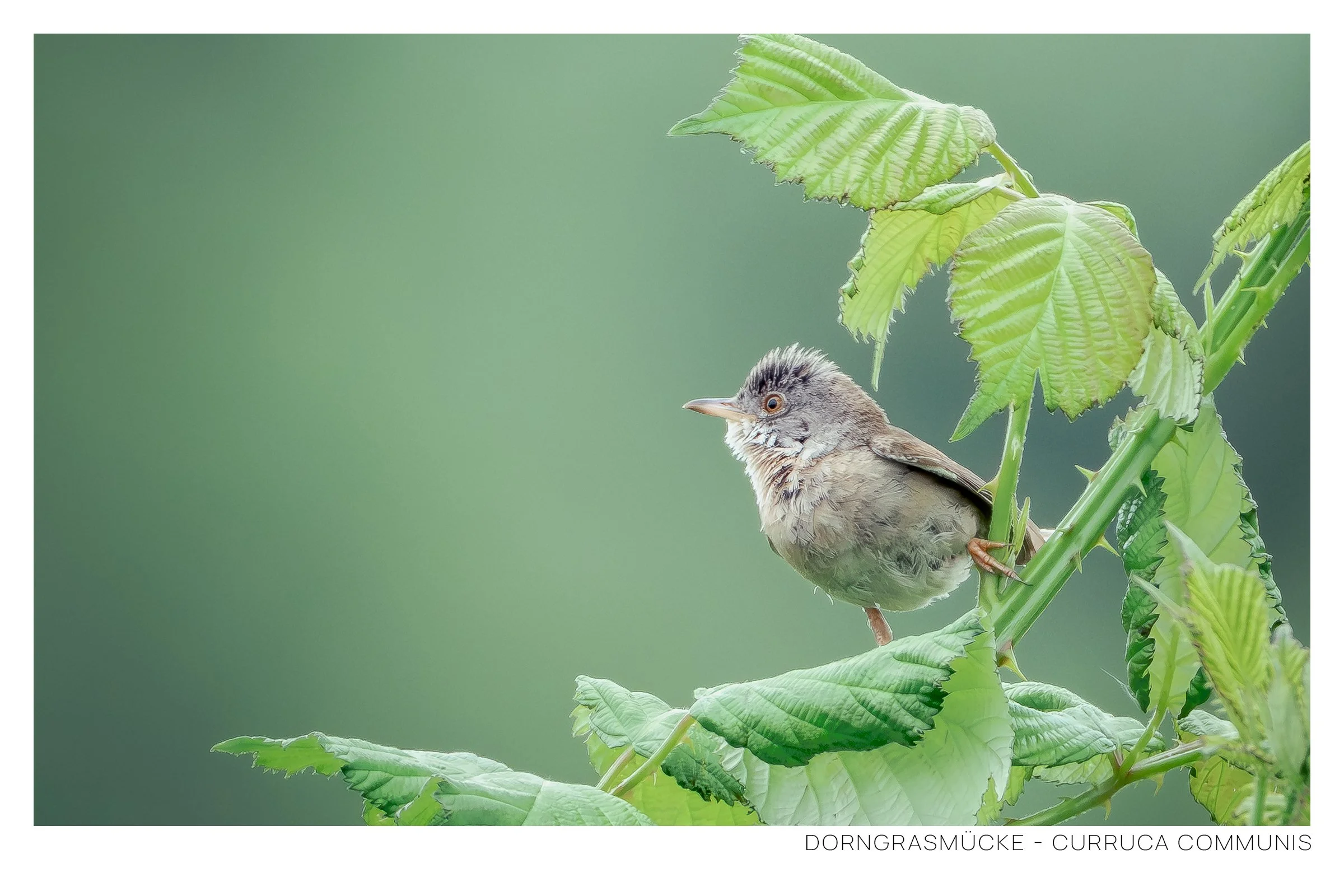 Ein Vogel sitzt auf einem grünen Pflanzenstängel mit großen grünen Blättern, im Hintergrund ein unscharfer grüner Himmel.
