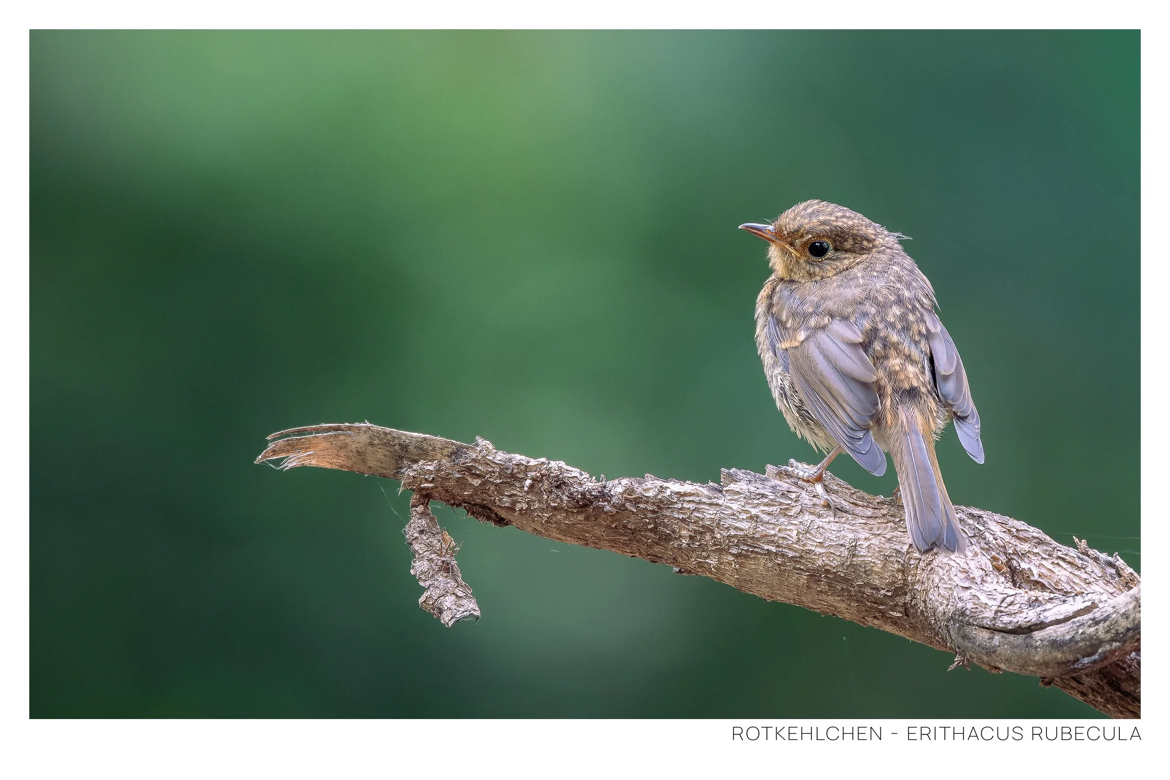 Ein kleiner Vogel sitzt auf einem Ast gegen einen unscharfen grünen Hintergrund. Es handelt sich um eine Rotkehchen-Art, Erithacus rubecula, mit braunem Gefieder, orangener Brust und schwarzen Augen.