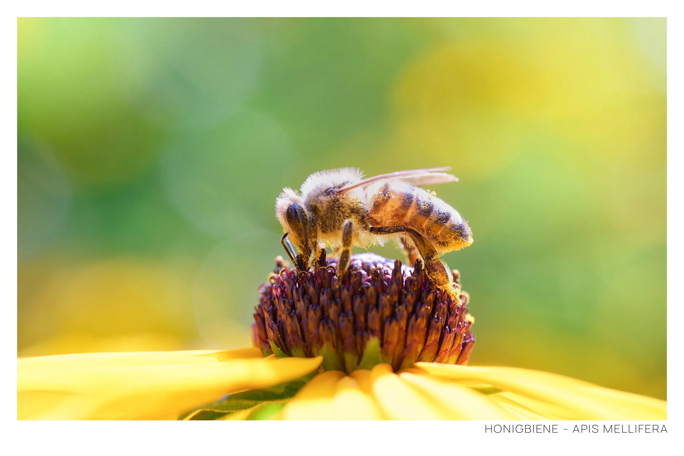 Honigbiene Rahmen.jpg