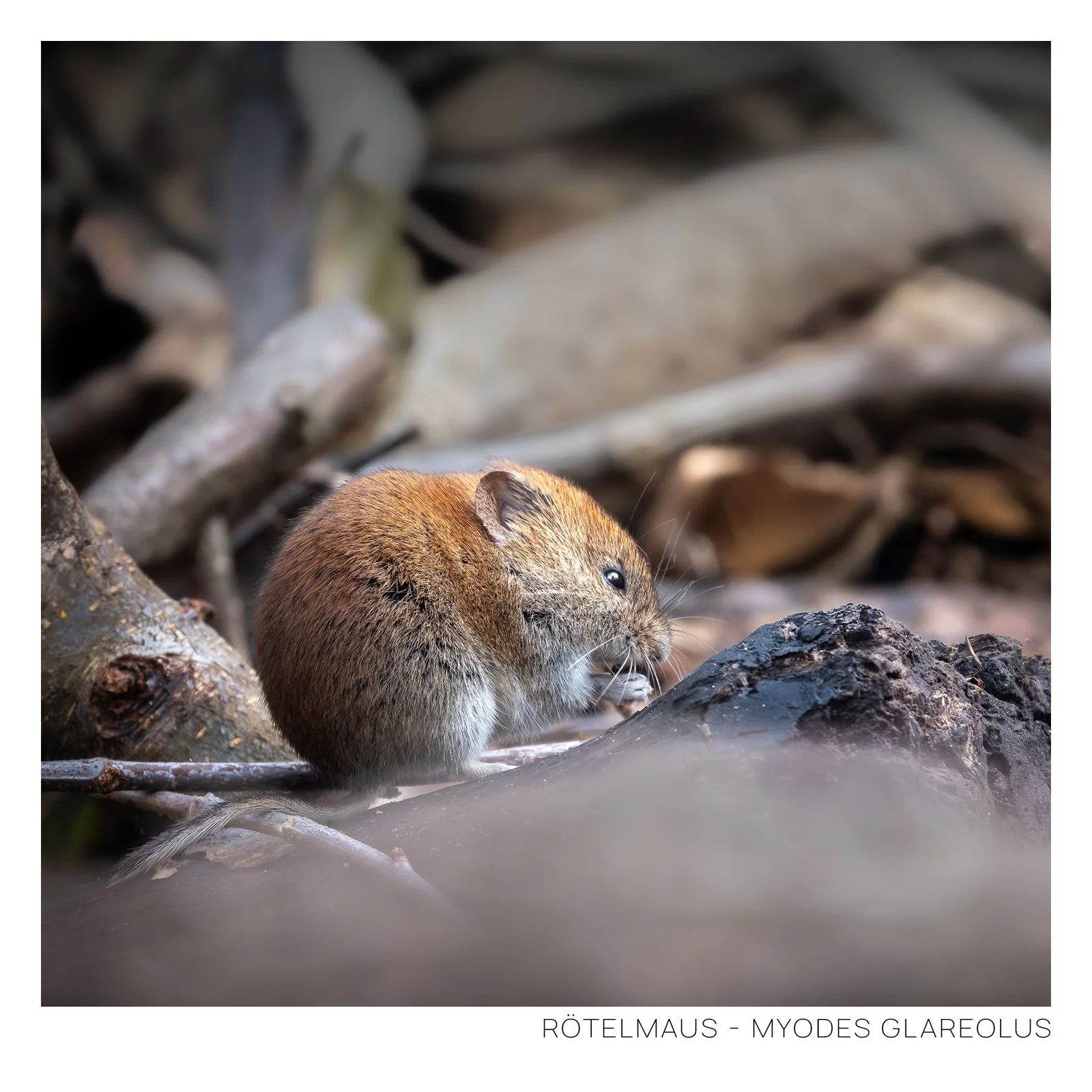 Rötelmaus-1.jpg