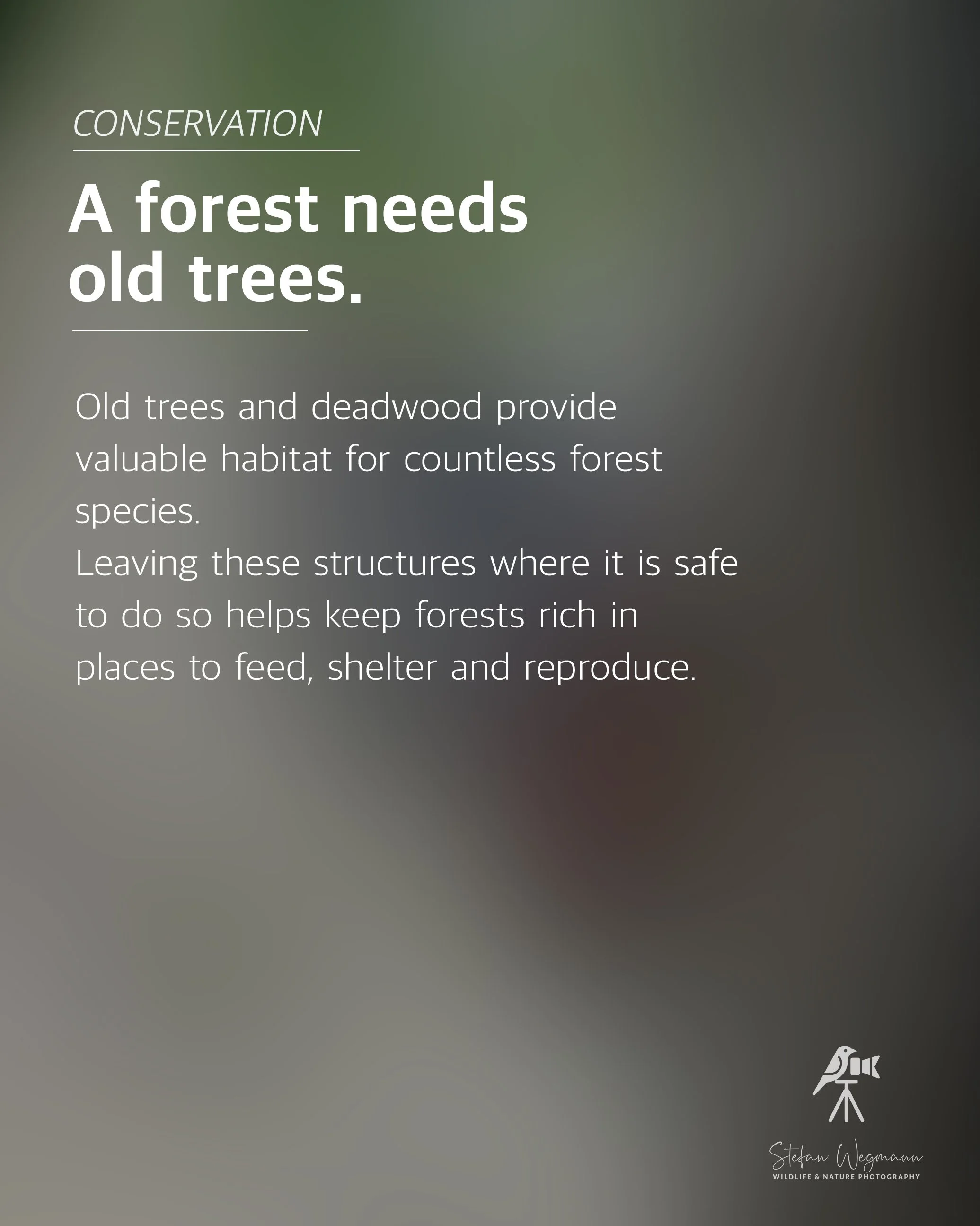 Grafik mit dem Titel "CONSERVATION" und dem Satz "A forest needs old trees" auf grünlich-grauem Hintergrund. Unten rechts ein Logo mit Vogel auf einem Fernglas und der Unterschrift "Stefan Wegmann, Wildlife & Nature Photography".