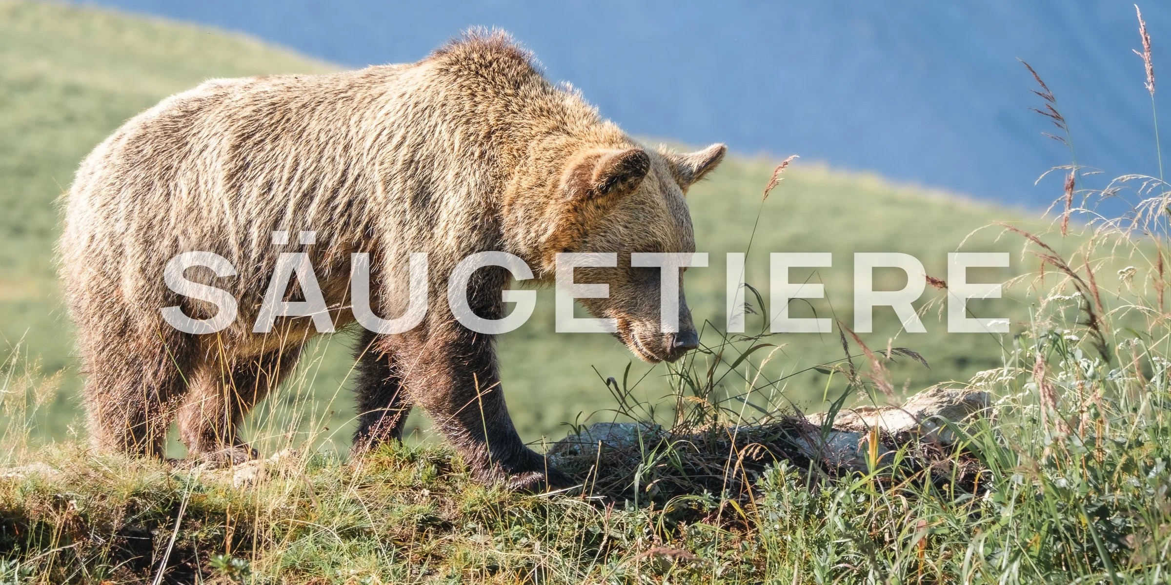 Portfolio Link Säugetiere PS.jpg