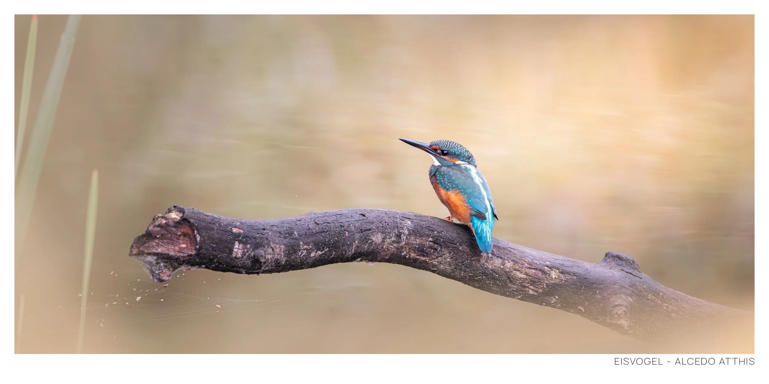 Eisvogel-4.jpg