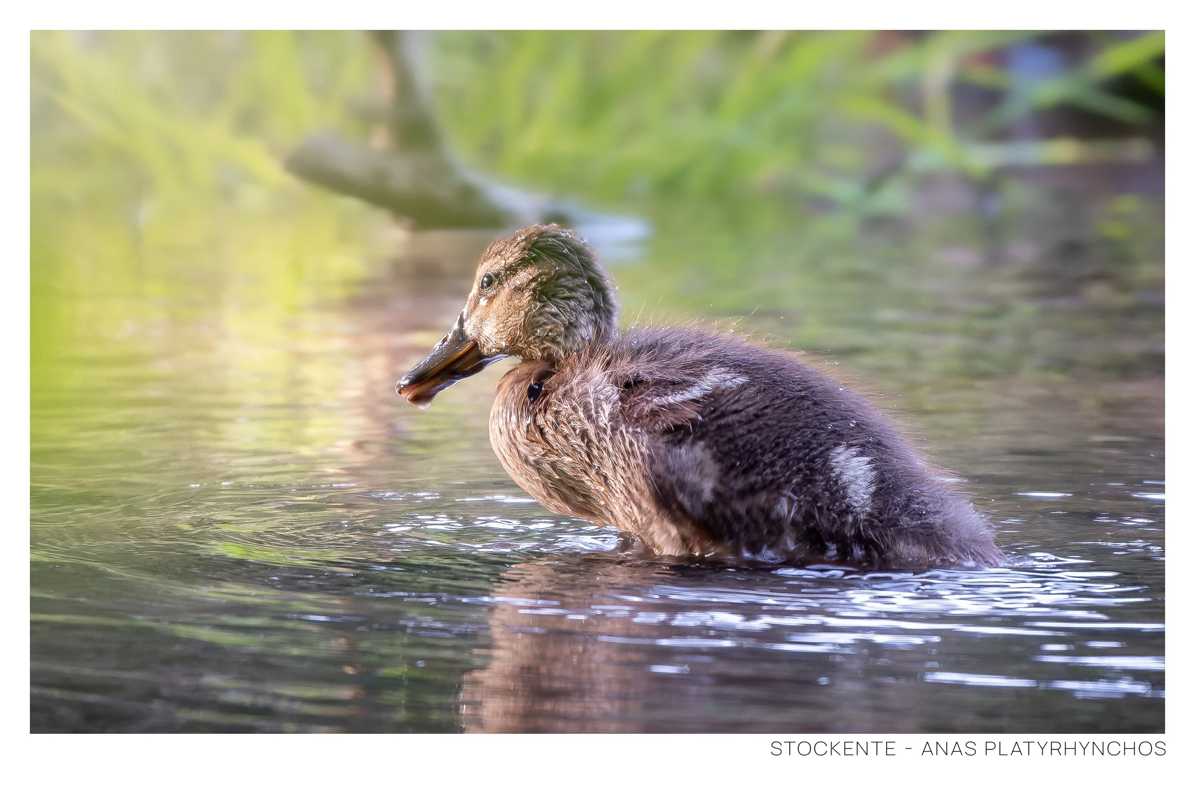 Stockente-2.jpg