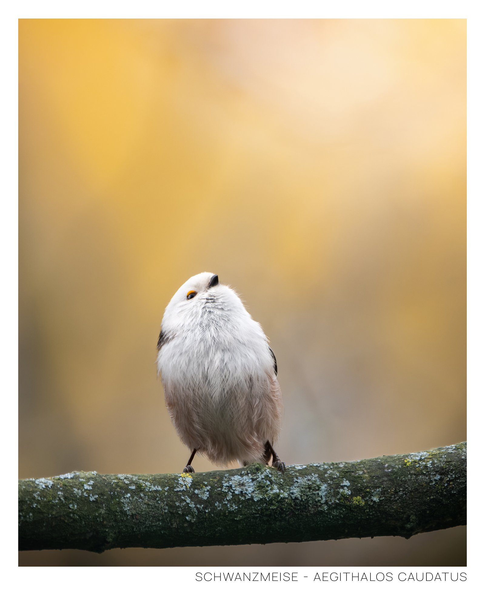 Schwanzmeise-3.jpg