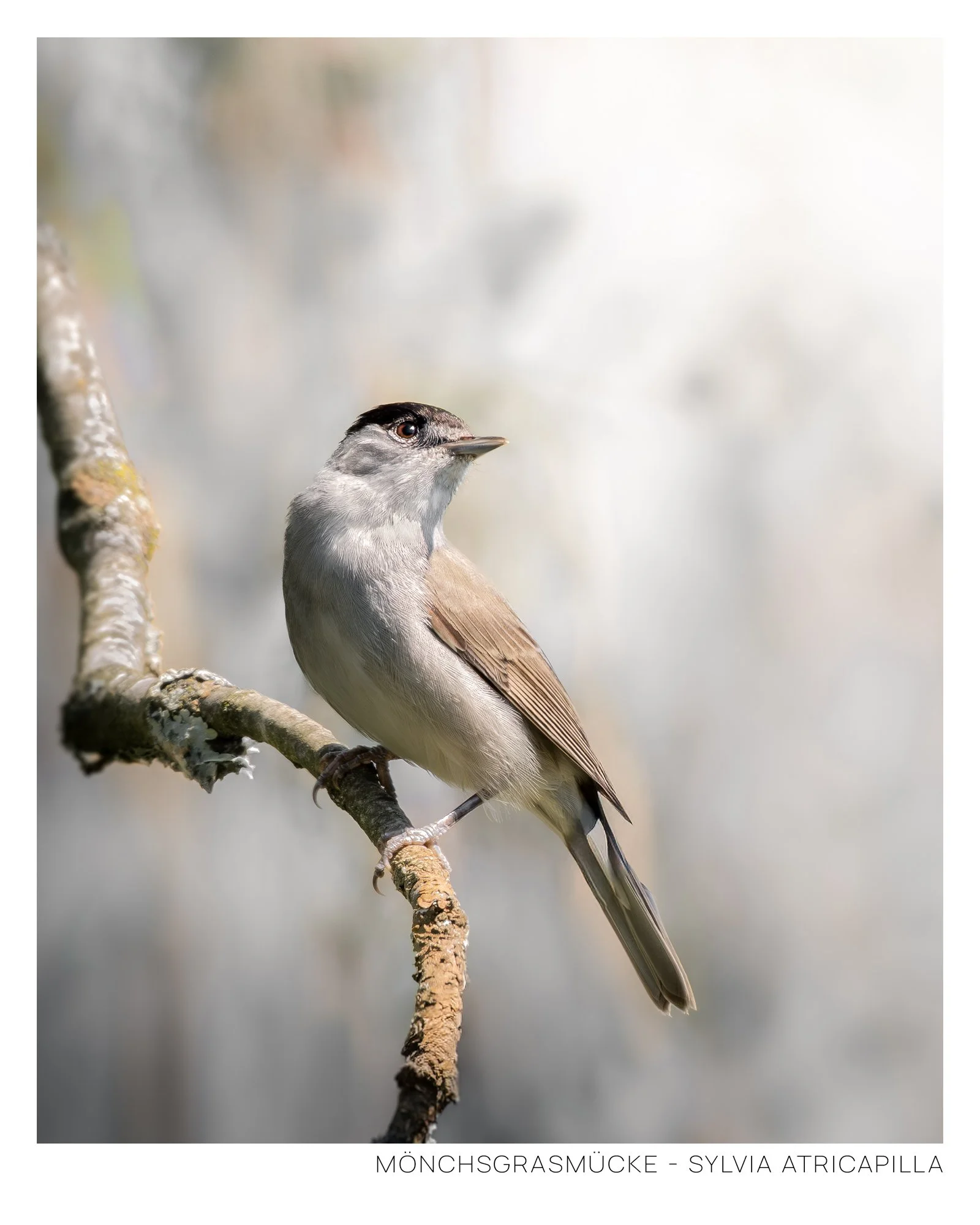 Mönchsgrasmücke-6.jpg