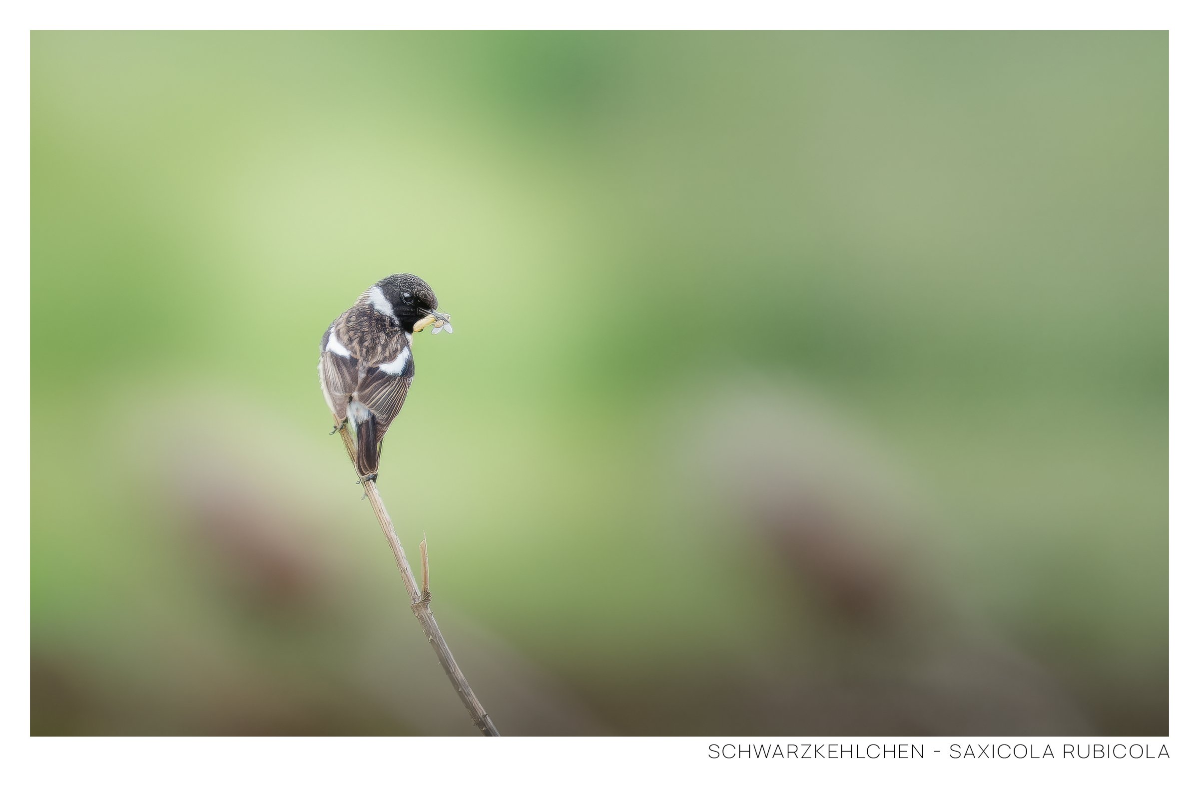 Schwarzkehlchen-4.jpg