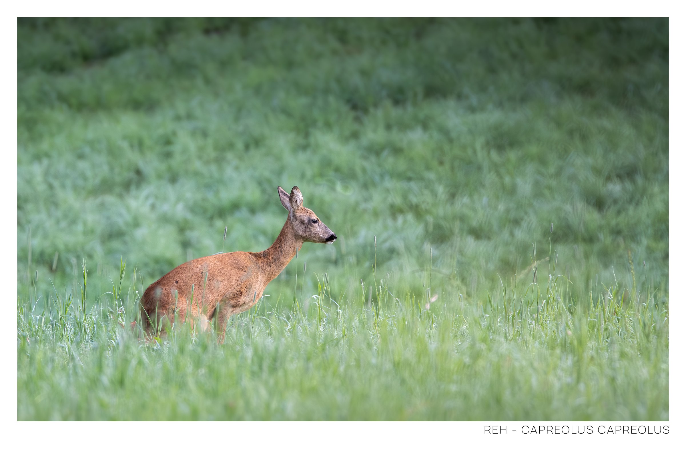 Reh-4.jpg