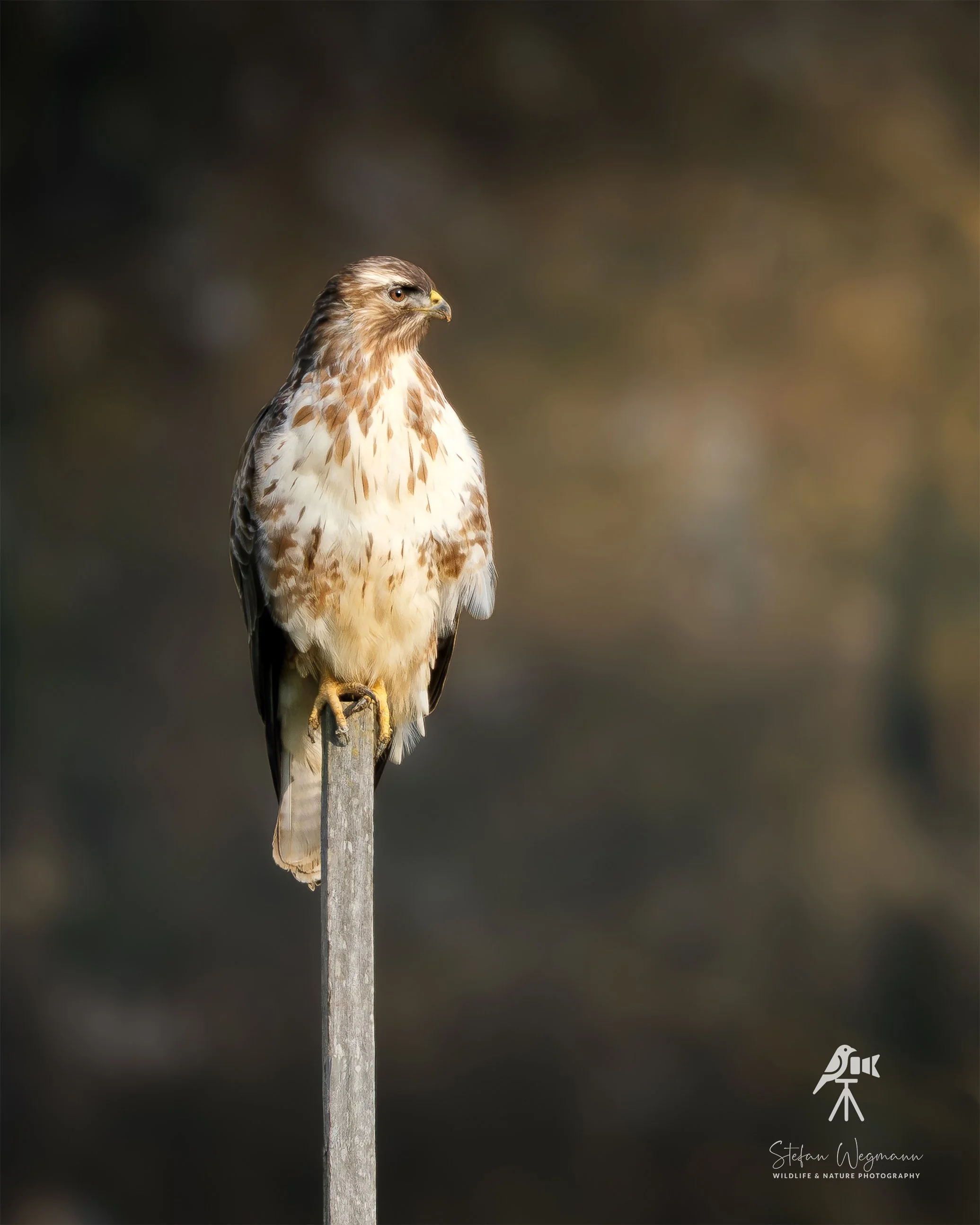 Ein kleiner Vogel sitzt auf einem Baumzweig mit grünem unscharfem Hintergrund.