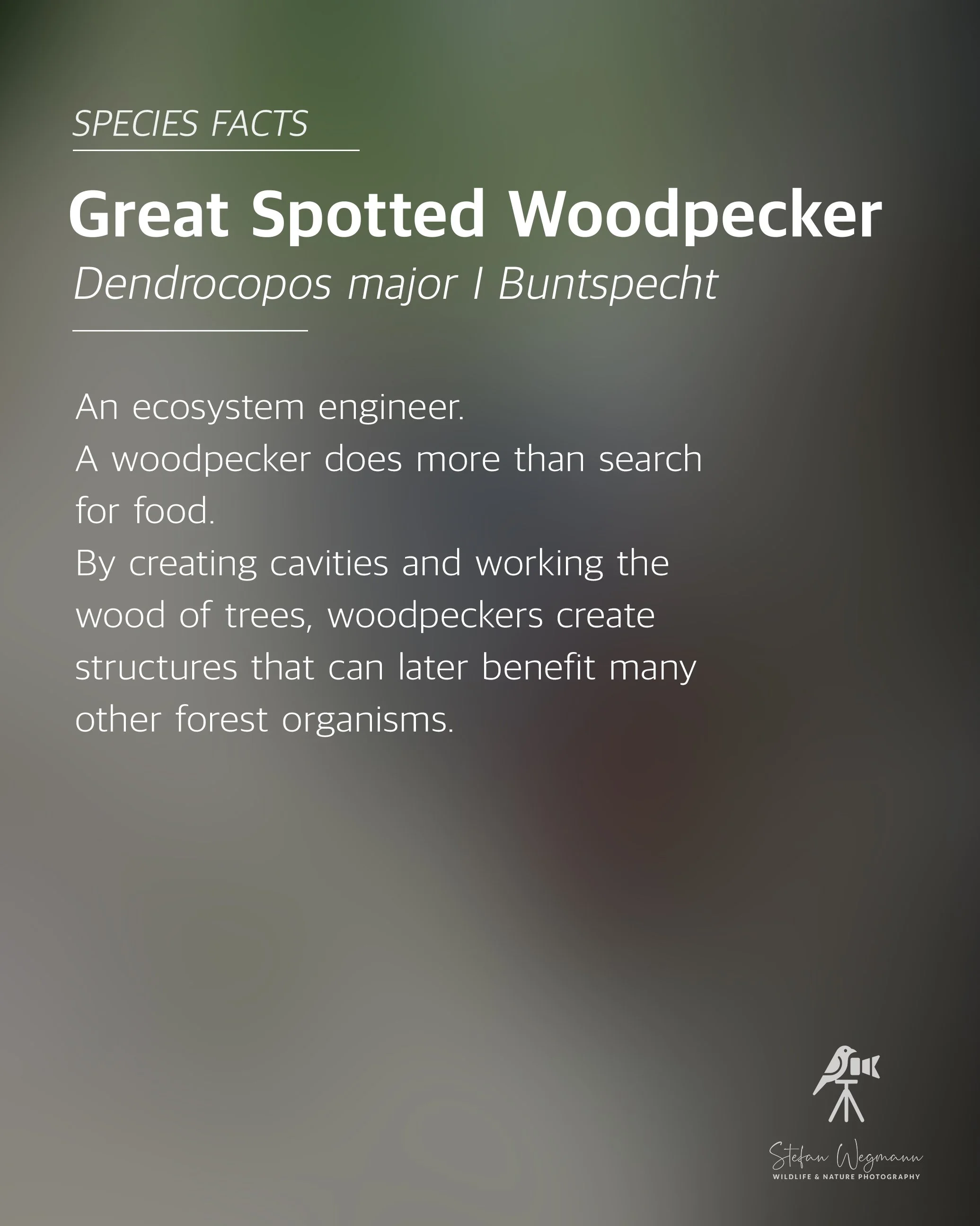 Das Bild enthält einen Textabschnitt über das Great Spotted Woodpecker, eine Spezies von Specht, mit wissenschaftlichem Namen Dendrocopos major, sowie einen Hinweis auf einen Natur- und Wildtierfotografen namens Stefan Wegmann. Der Hintergrund ist unscharf mit grünen und grauen Tönen.