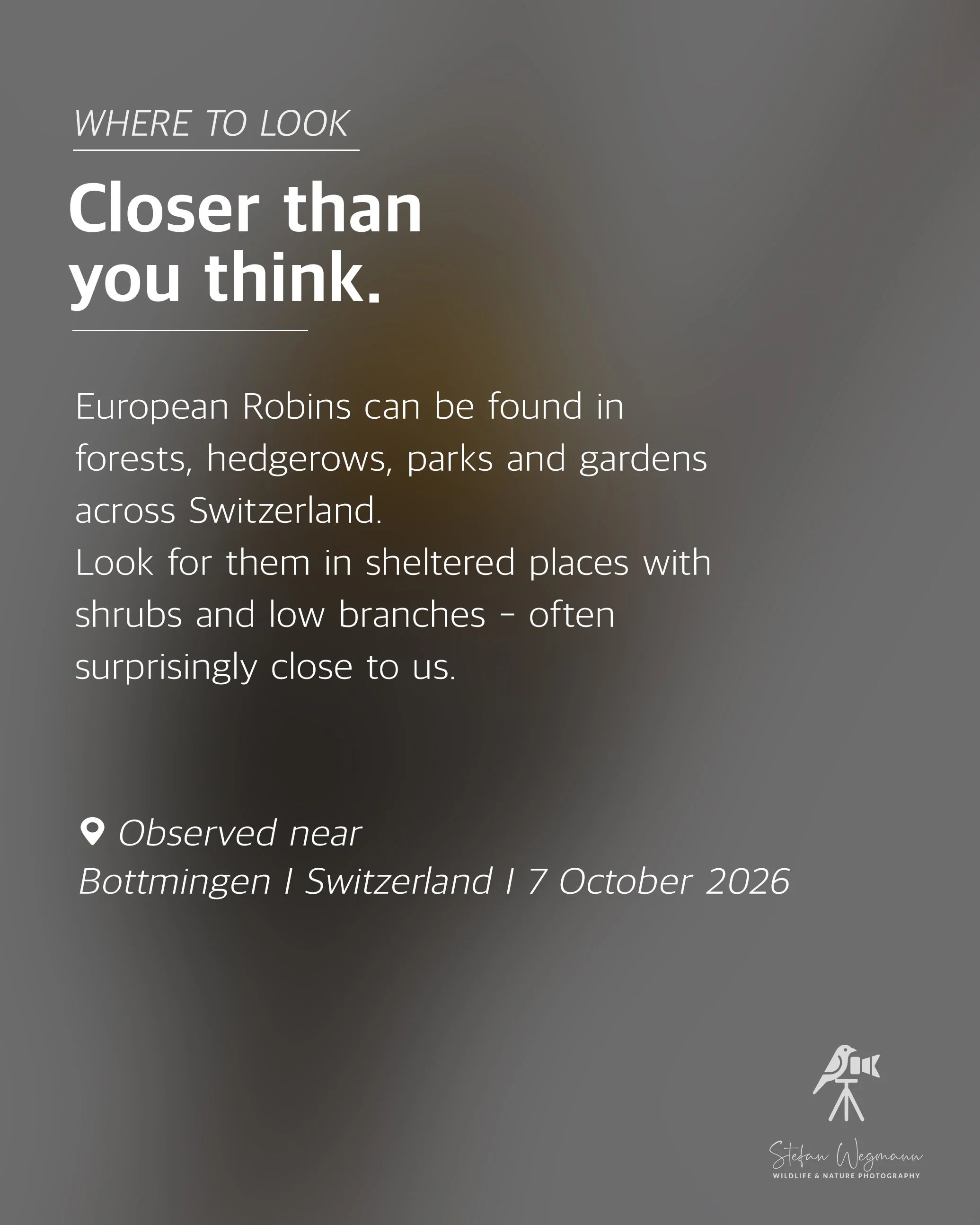 Karte mit Fakten über eine Chinesische Eichhörnchenart, aufgenommen bei Beobachtungen nahe Oberwil, Schweiz, am 20. September 2026, mit Fotografenmarke Stefan Wegmann.