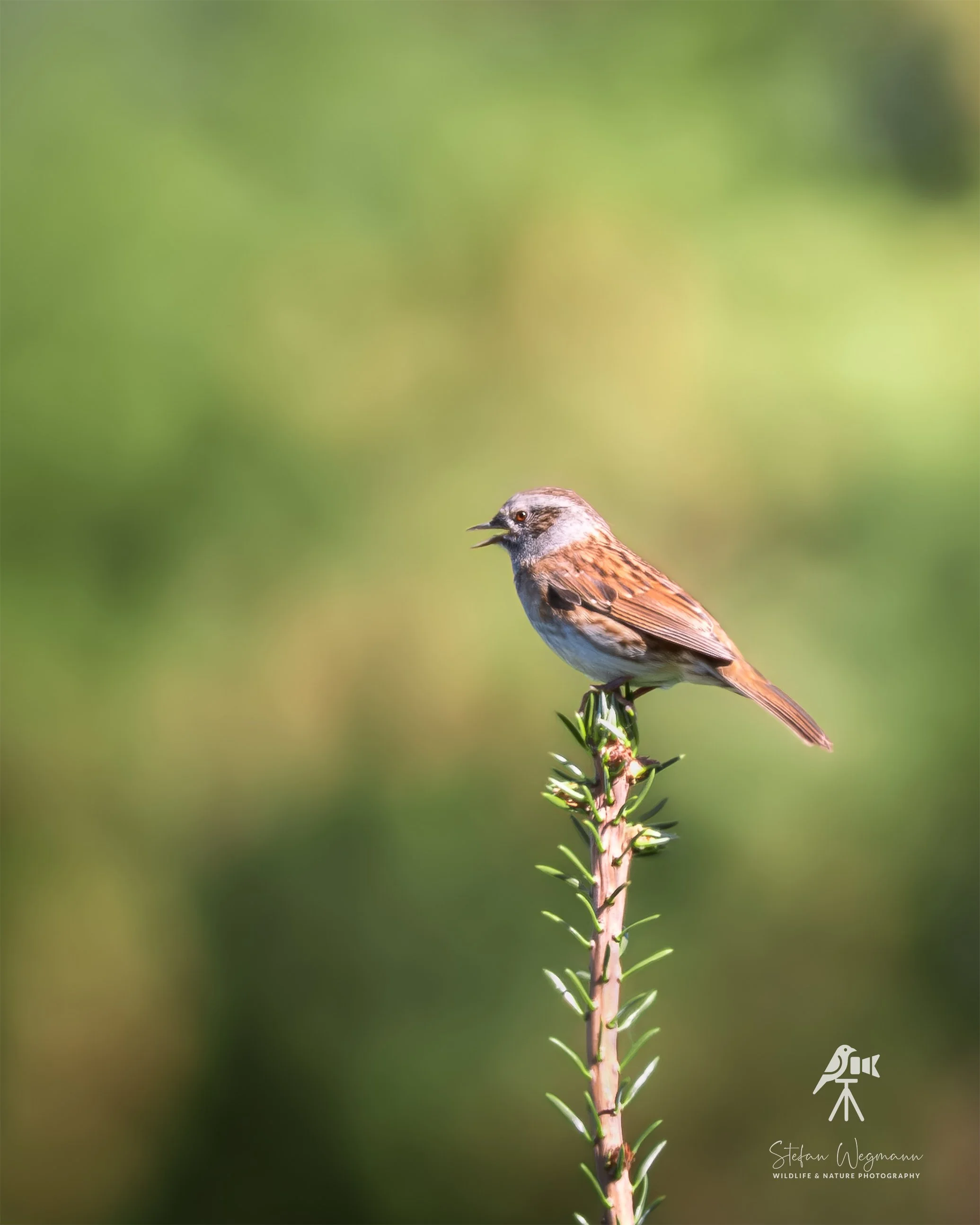 Ein kleiner Vogel sitzt auf einem Baumzweig mit grünem unscharfem Hintergrund.