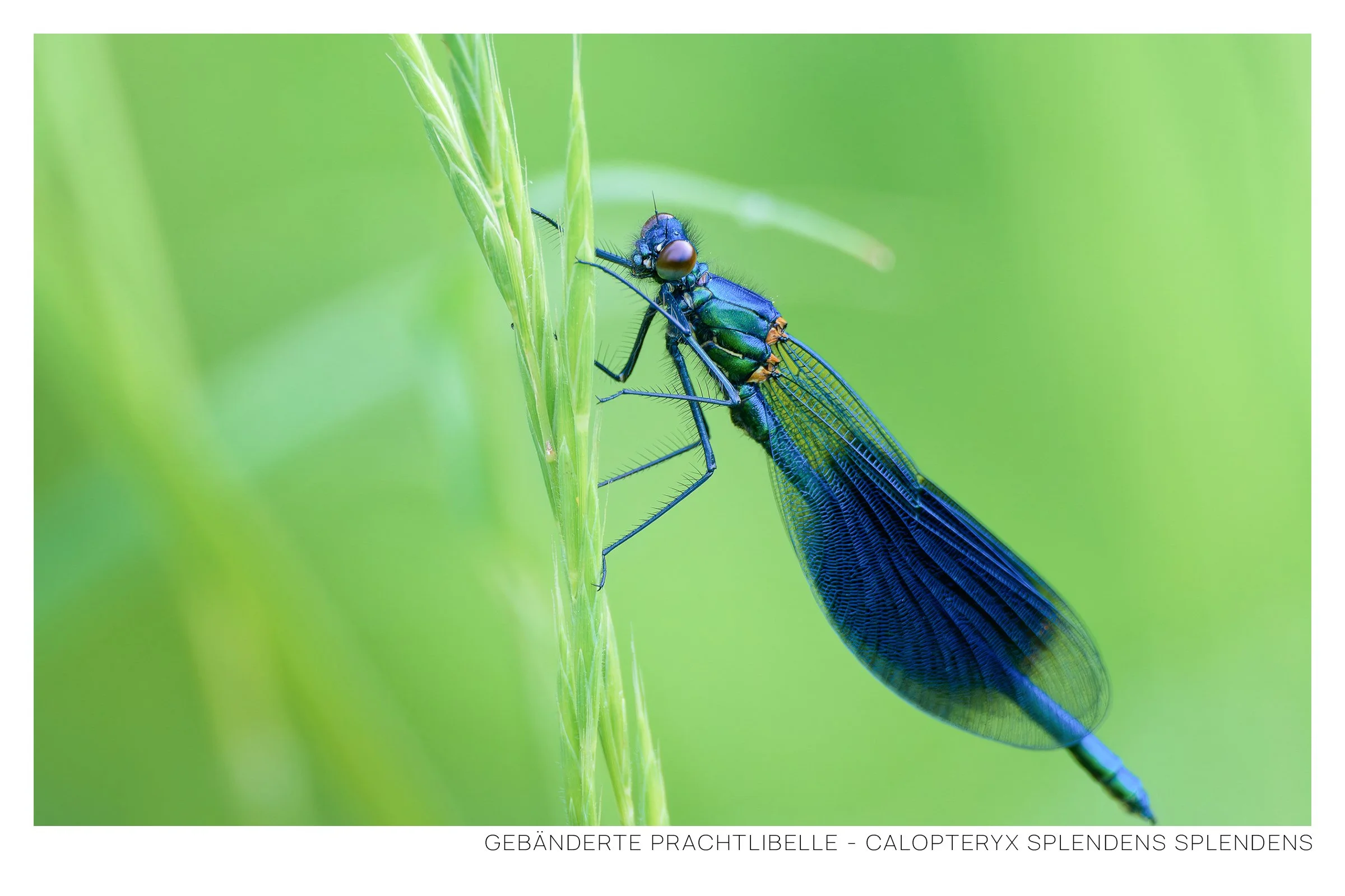 Gebänderte Prachtlibelle-1 Rahmen.jpg